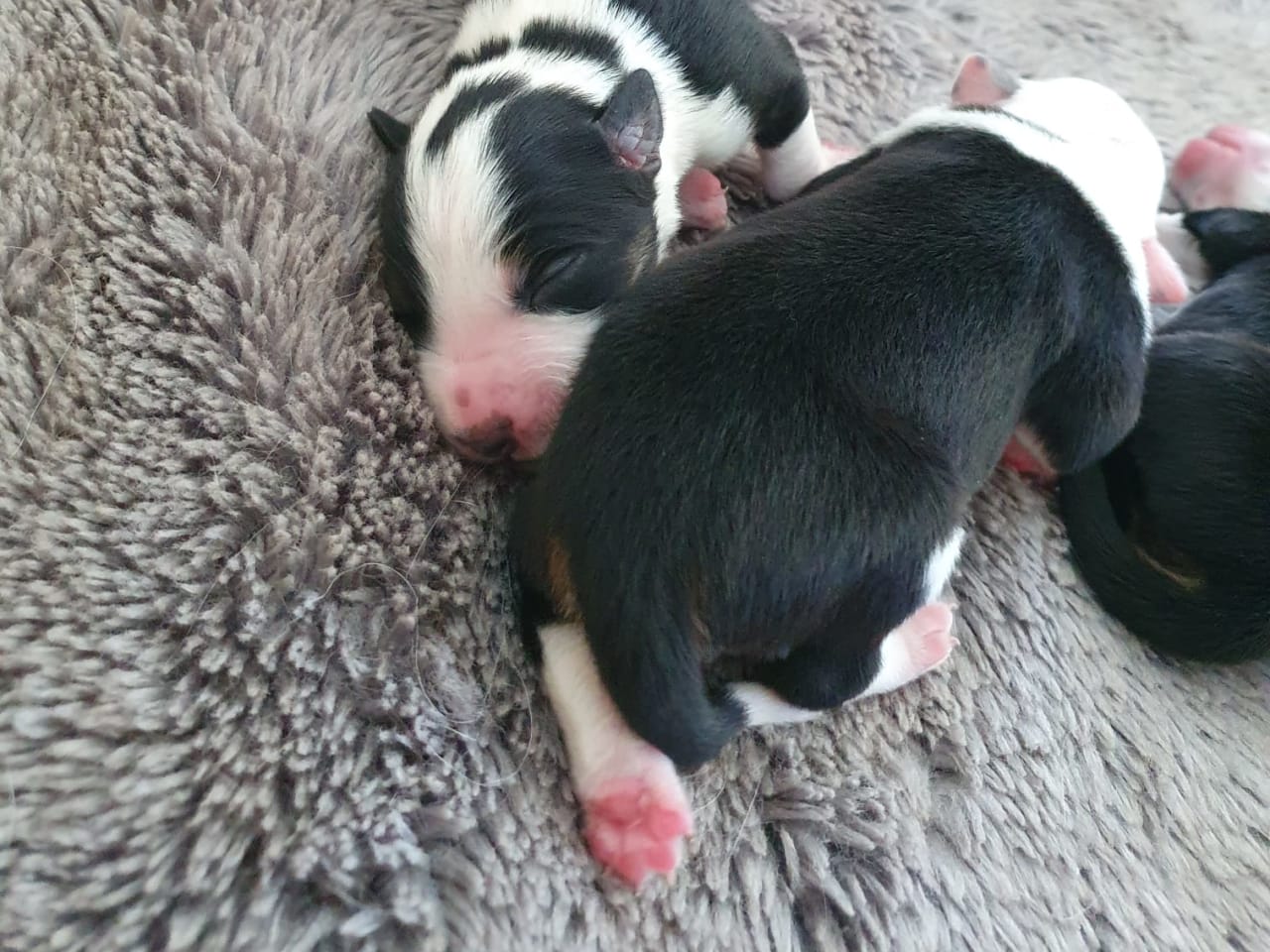 Border collie
