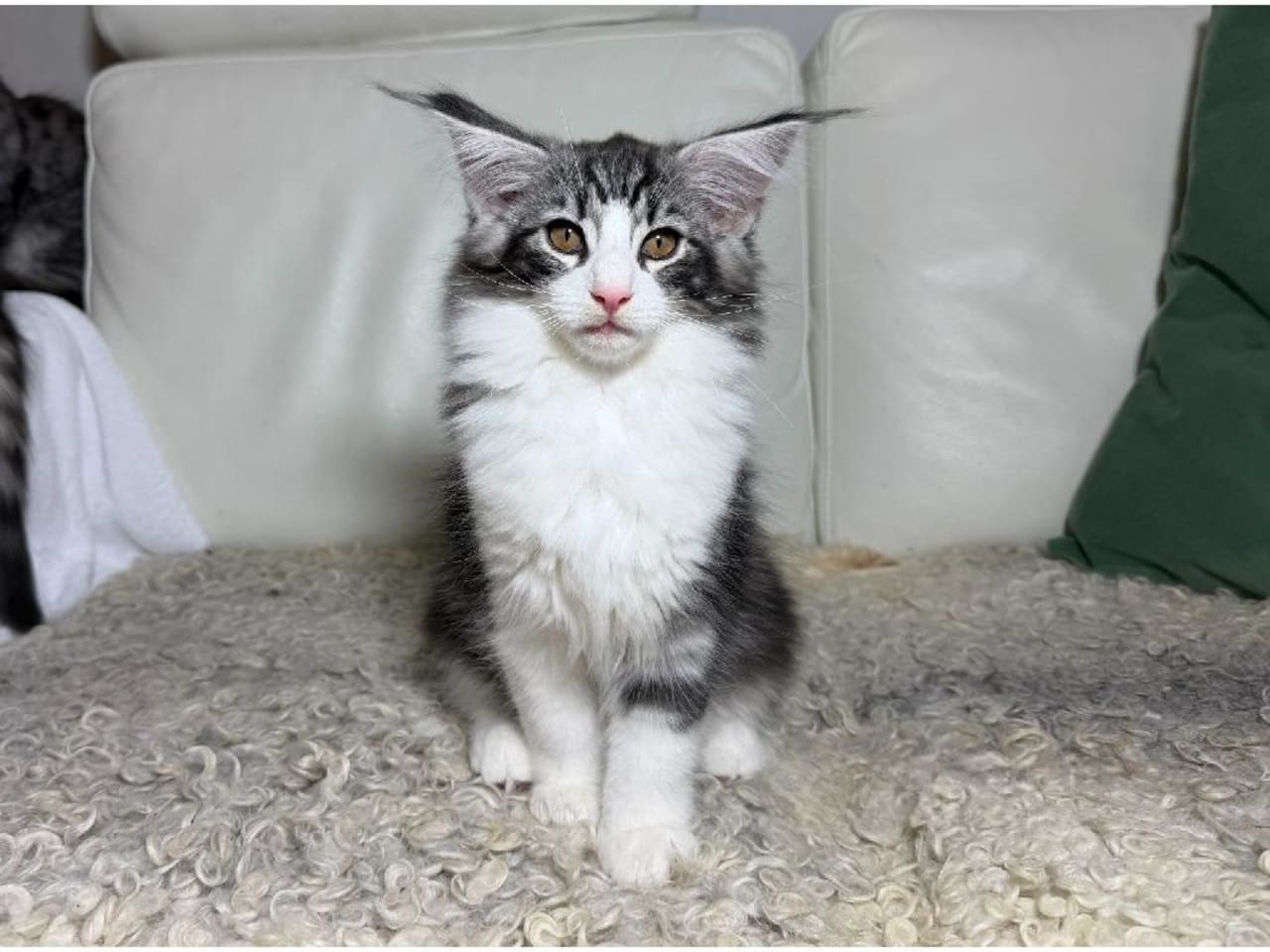 Norsk skogkatt