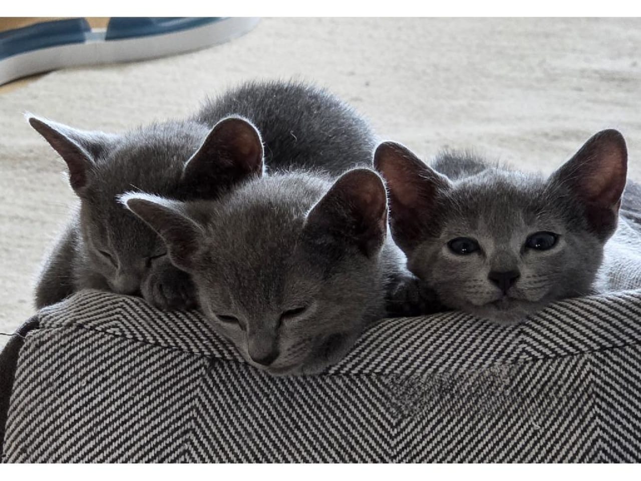 Russian Blue