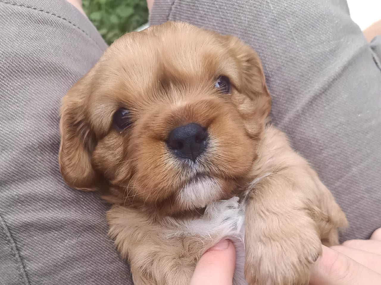Cavalier king charles spaniel