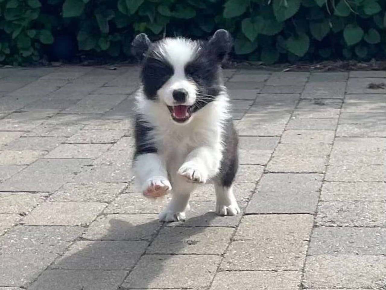 Border collie