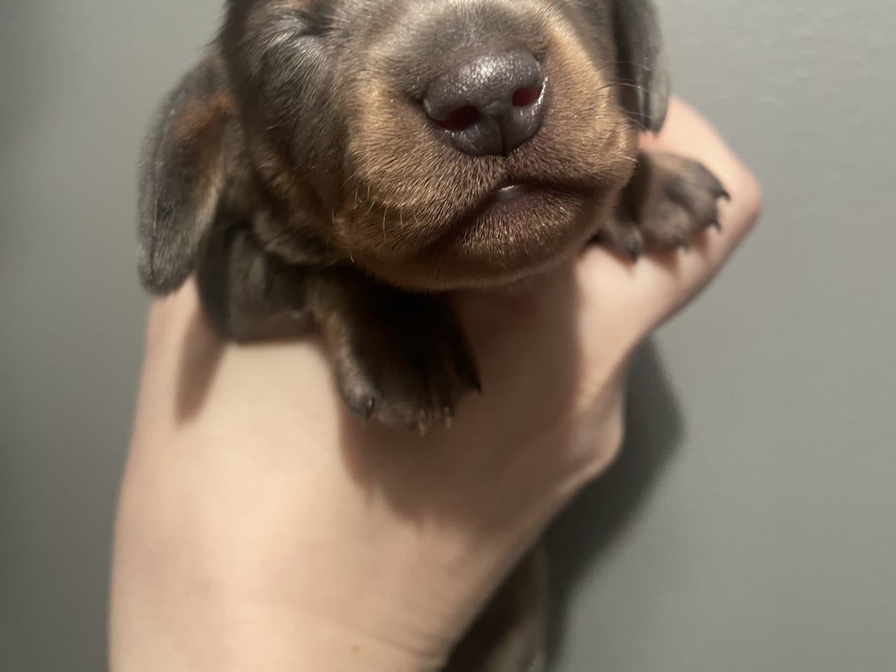 Dachshund