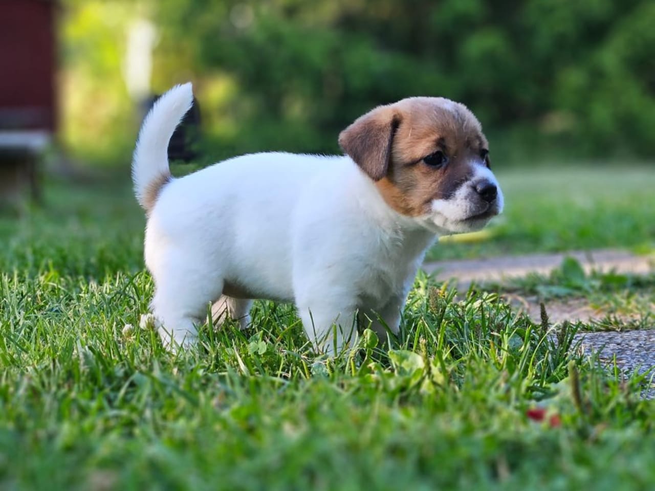 Jack russell terrier