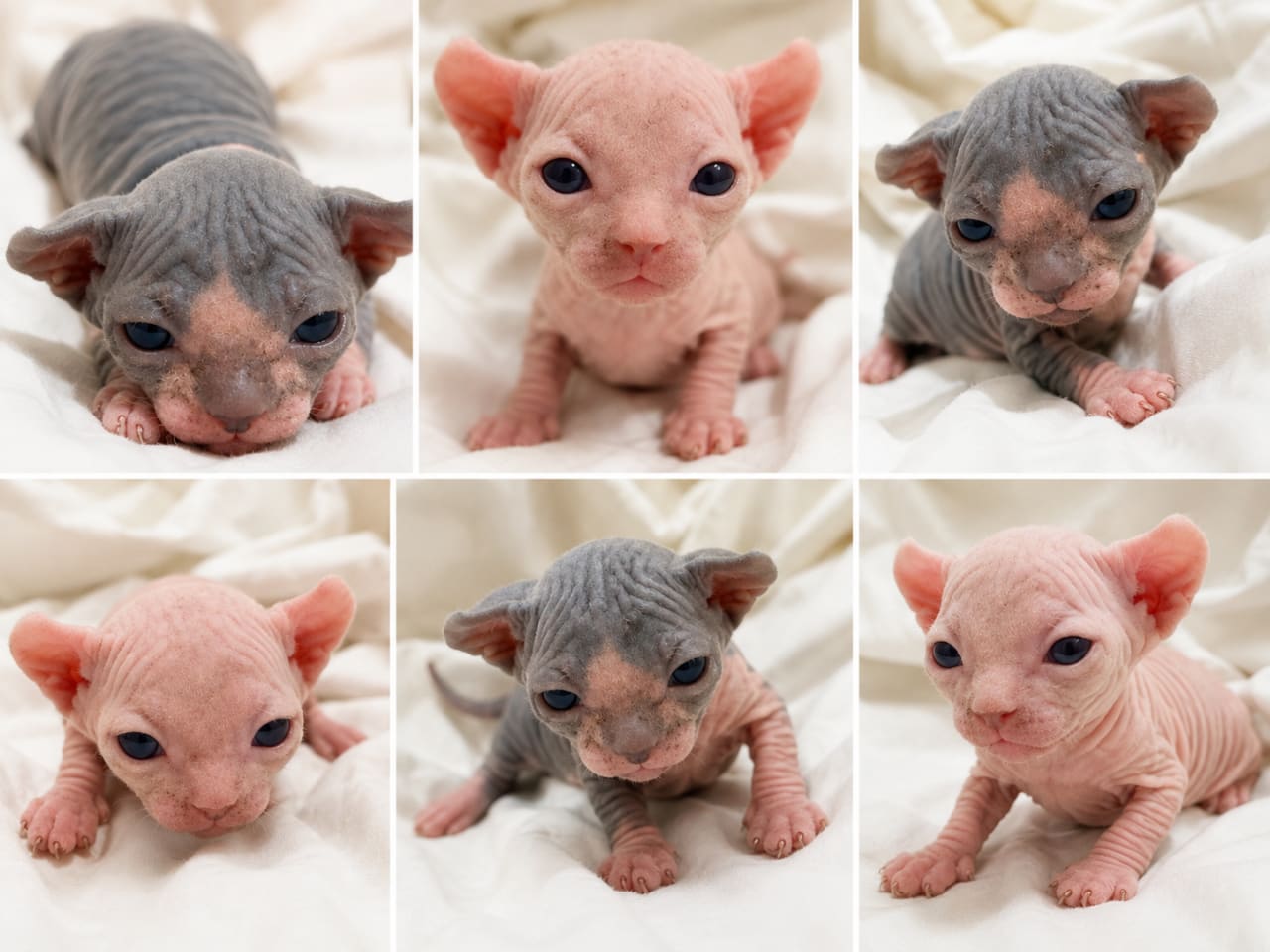 Sphynx