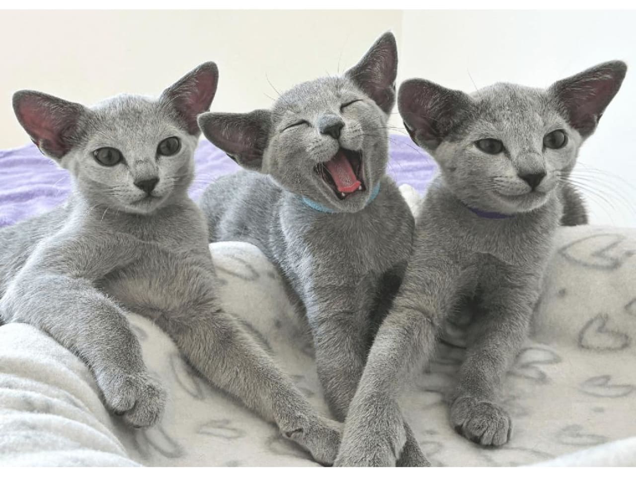 Russian Blue