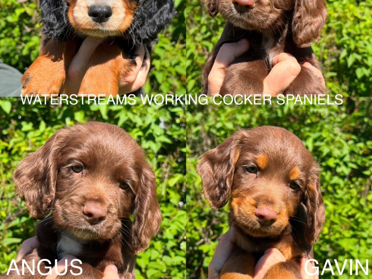 Cocker spaniel