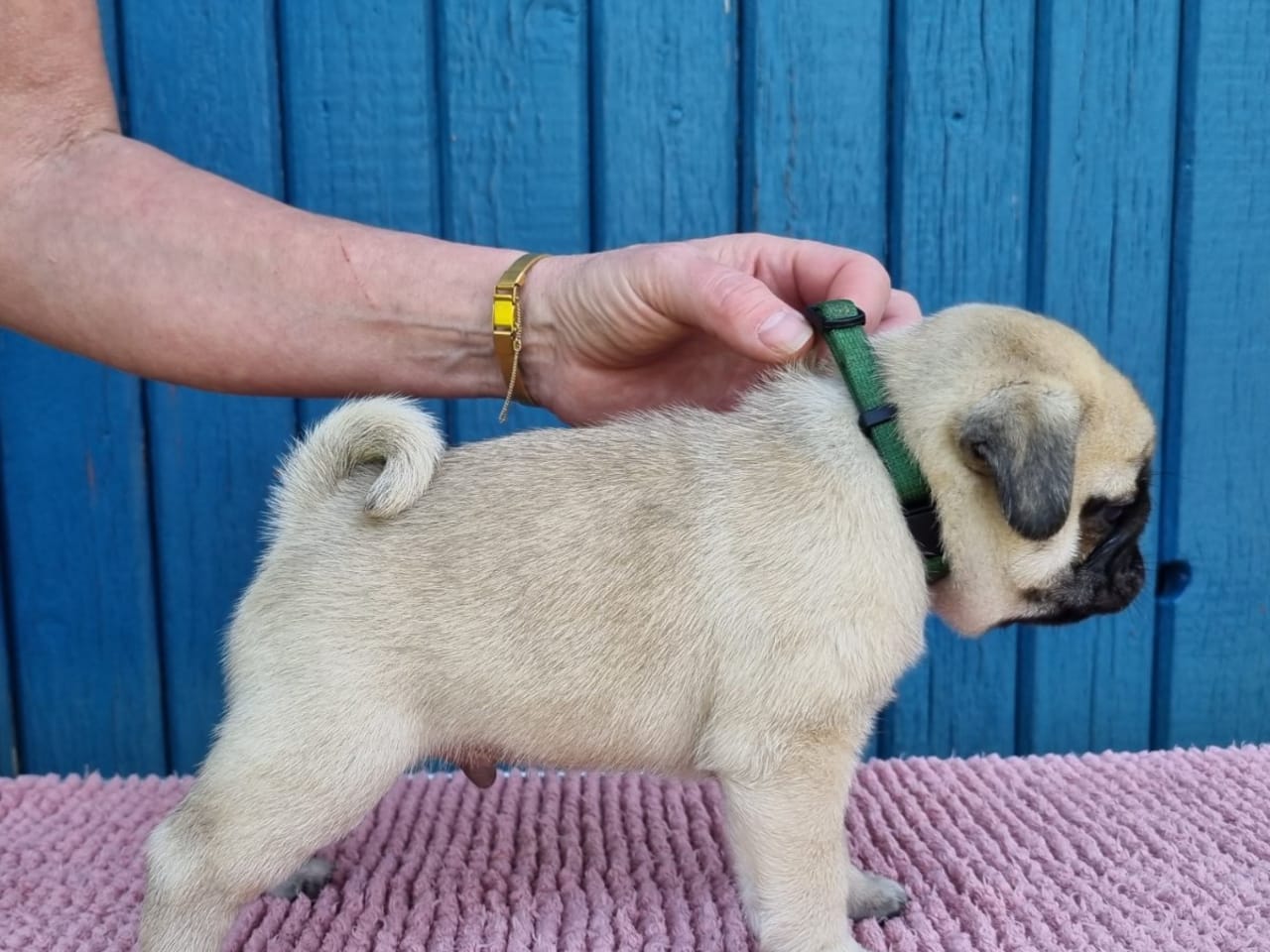 Mops