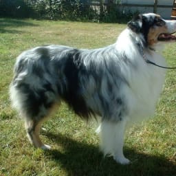 Australian shepherd