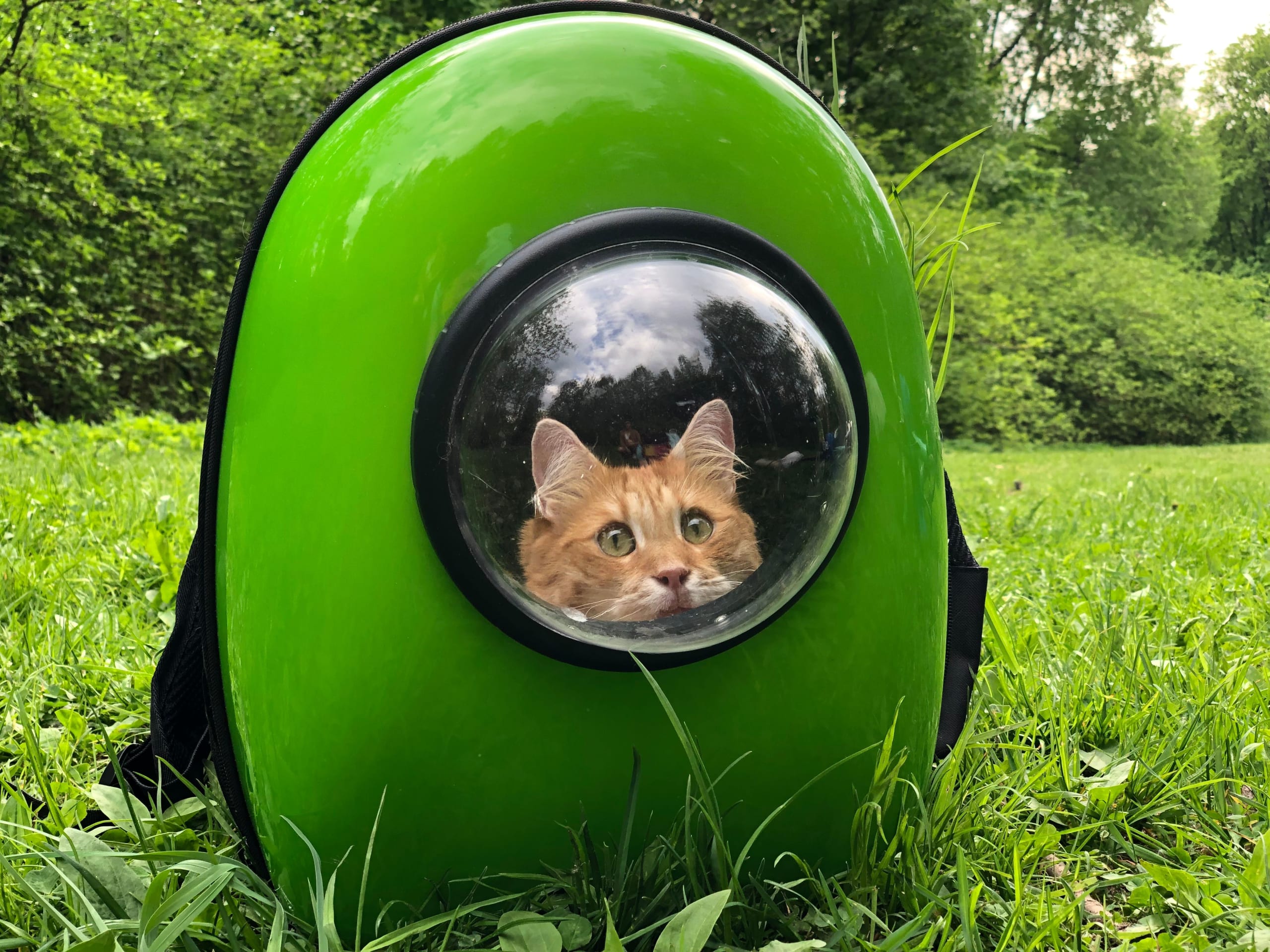 Cat in a carrier before moving to a new home