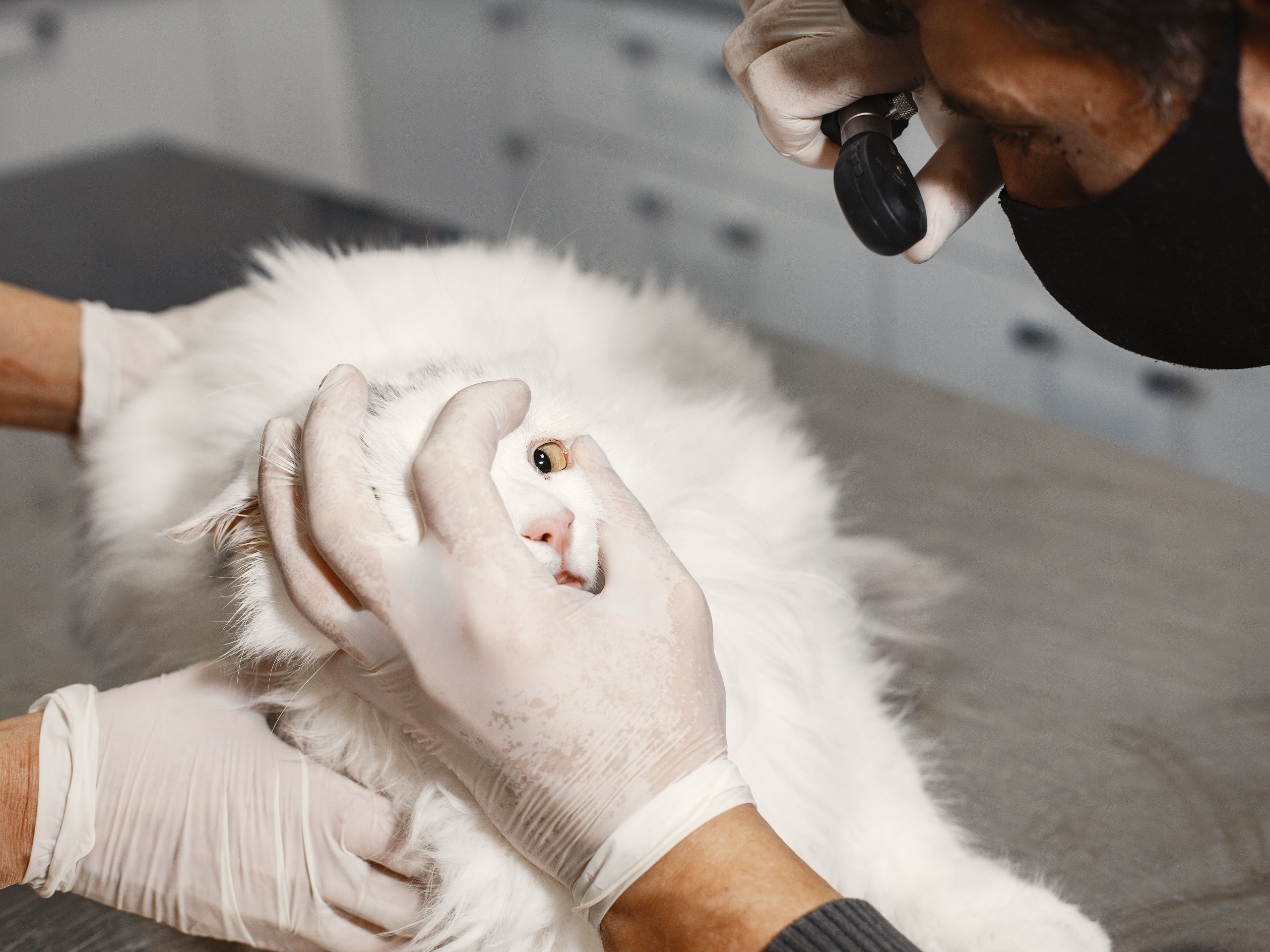 Veterinarian examining a cat during a vet visit