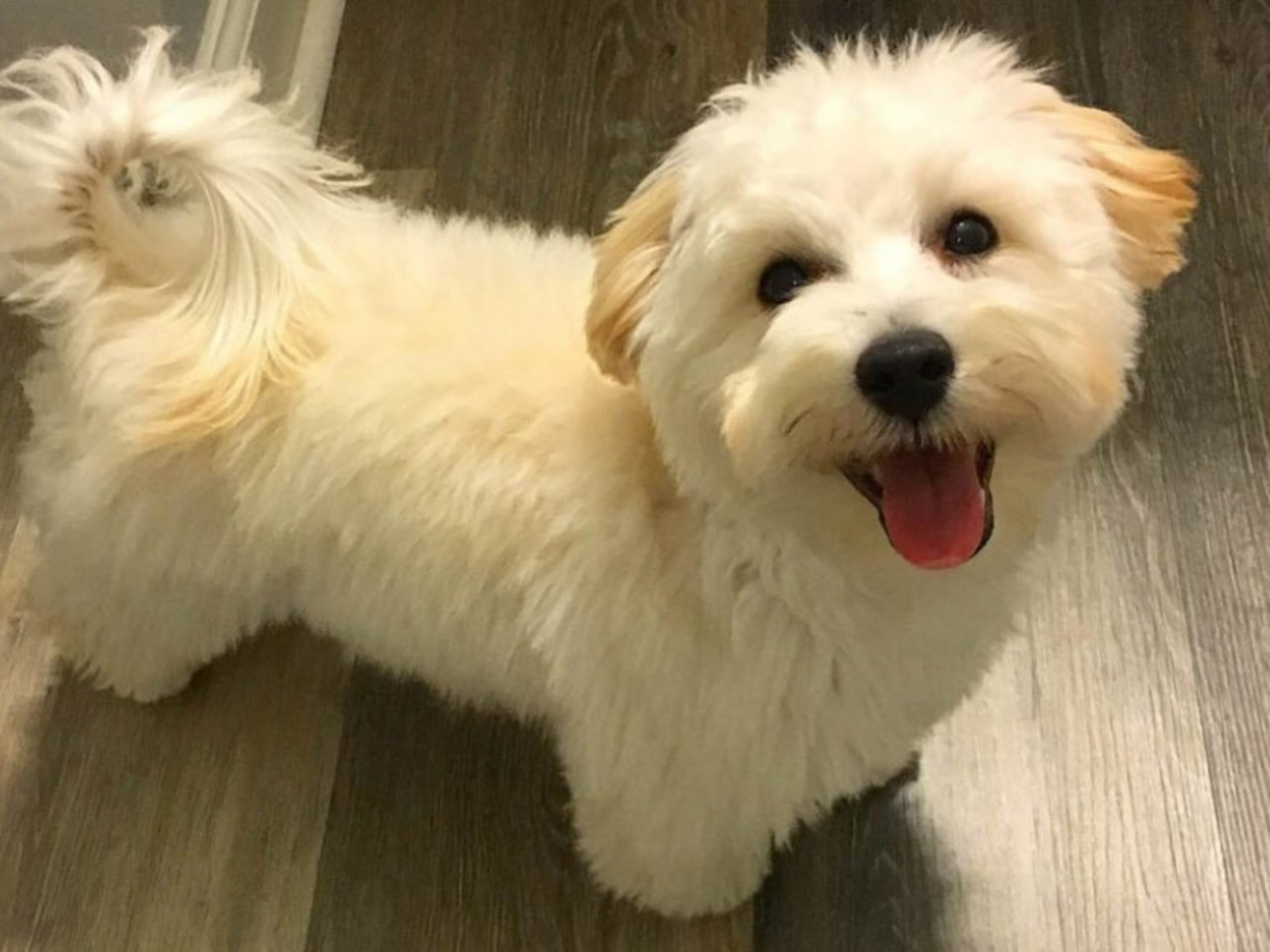 Maltipoo