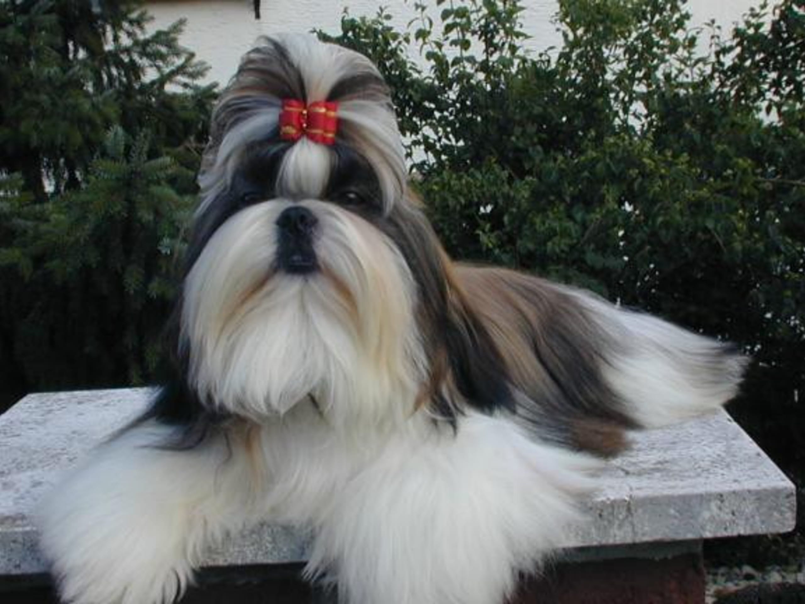 Shih tzu