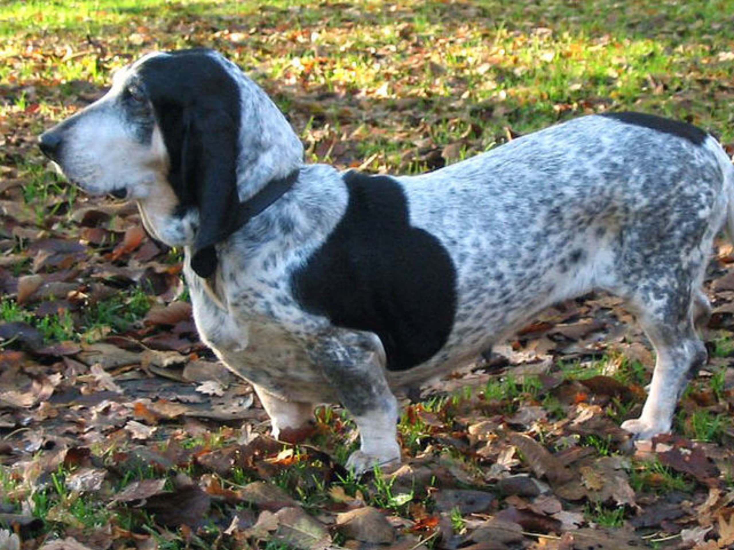 Basset bleu de gascogne