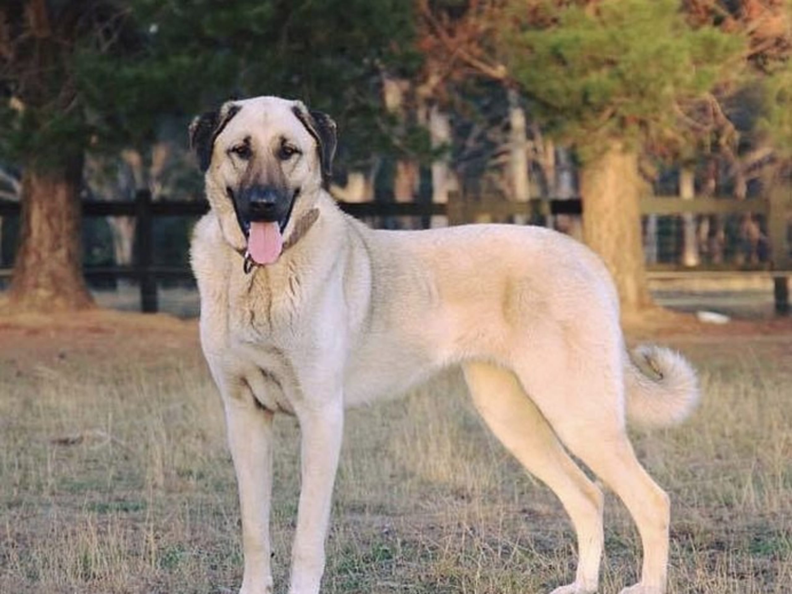 Kangal Shepherd Dog