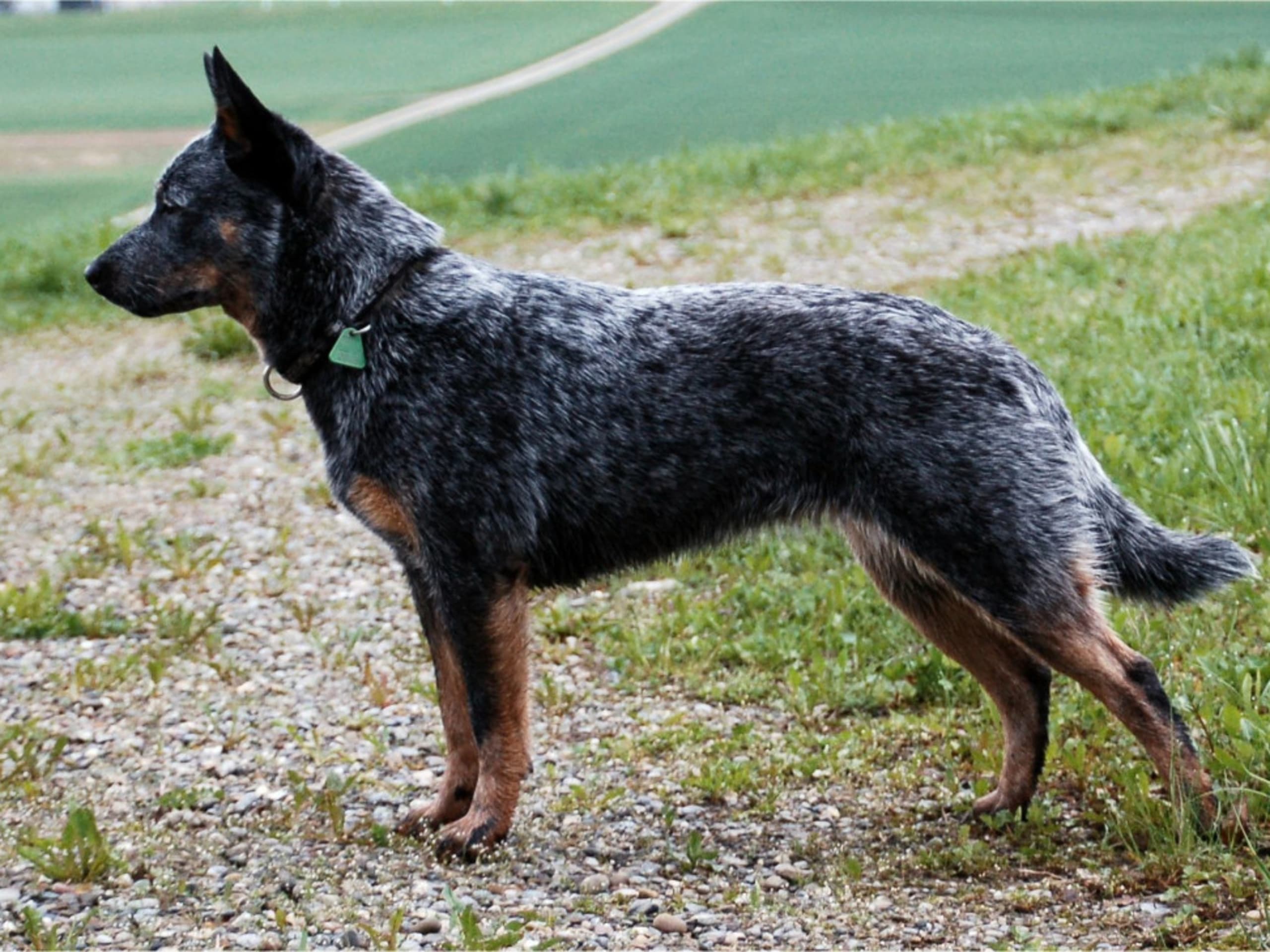 Australian Cattle Dog