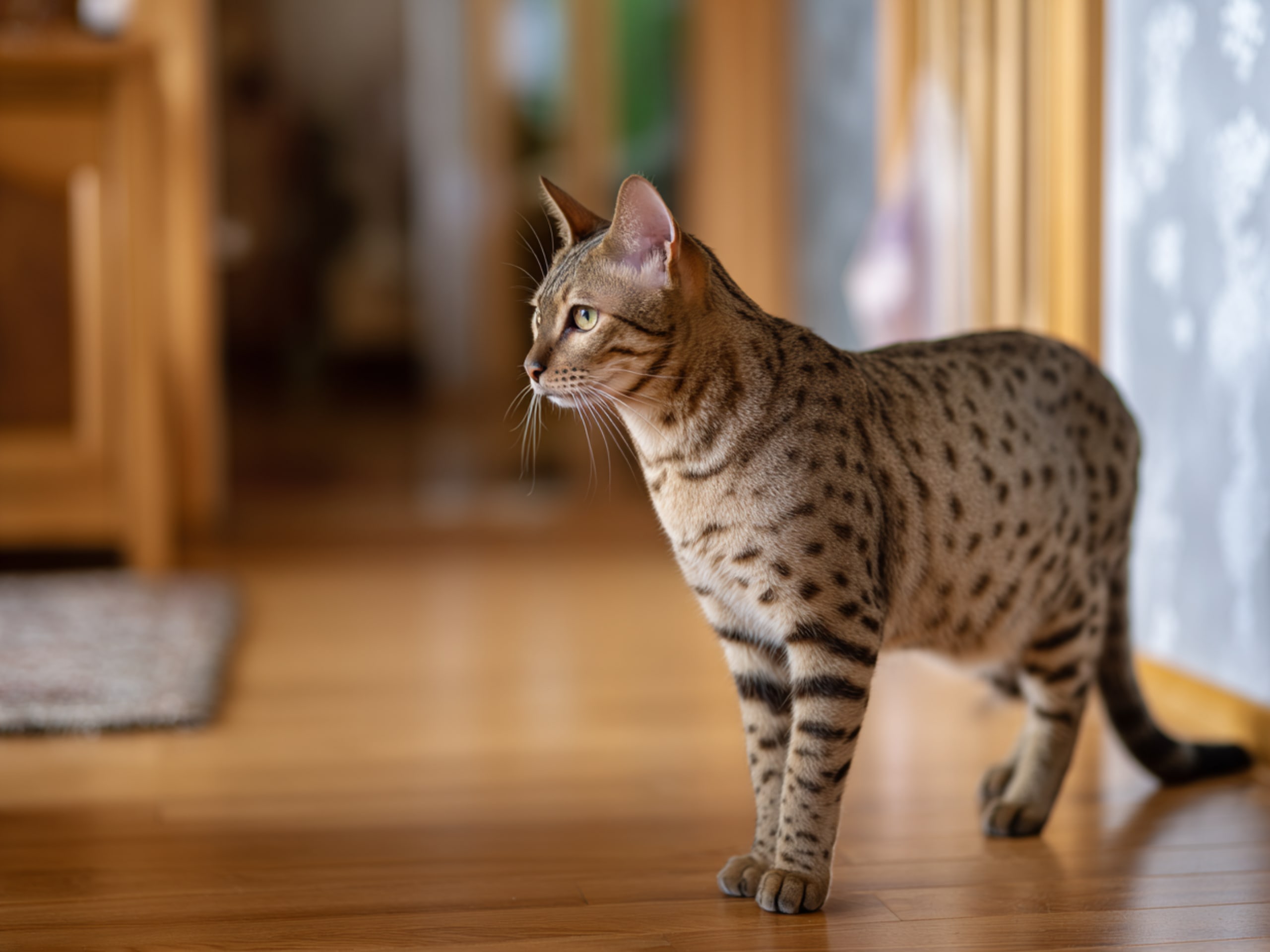 Savannah