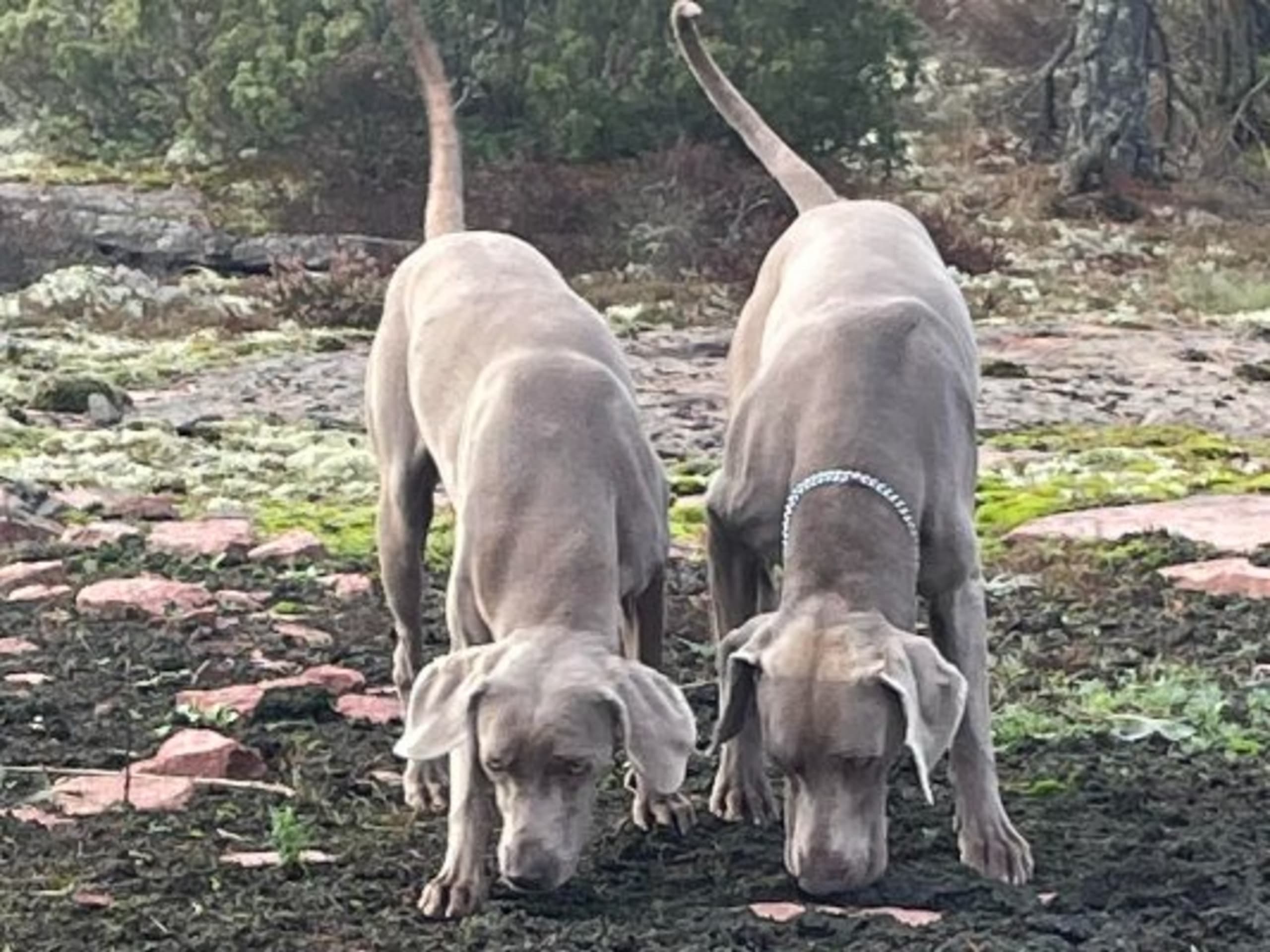 Lockfågelns