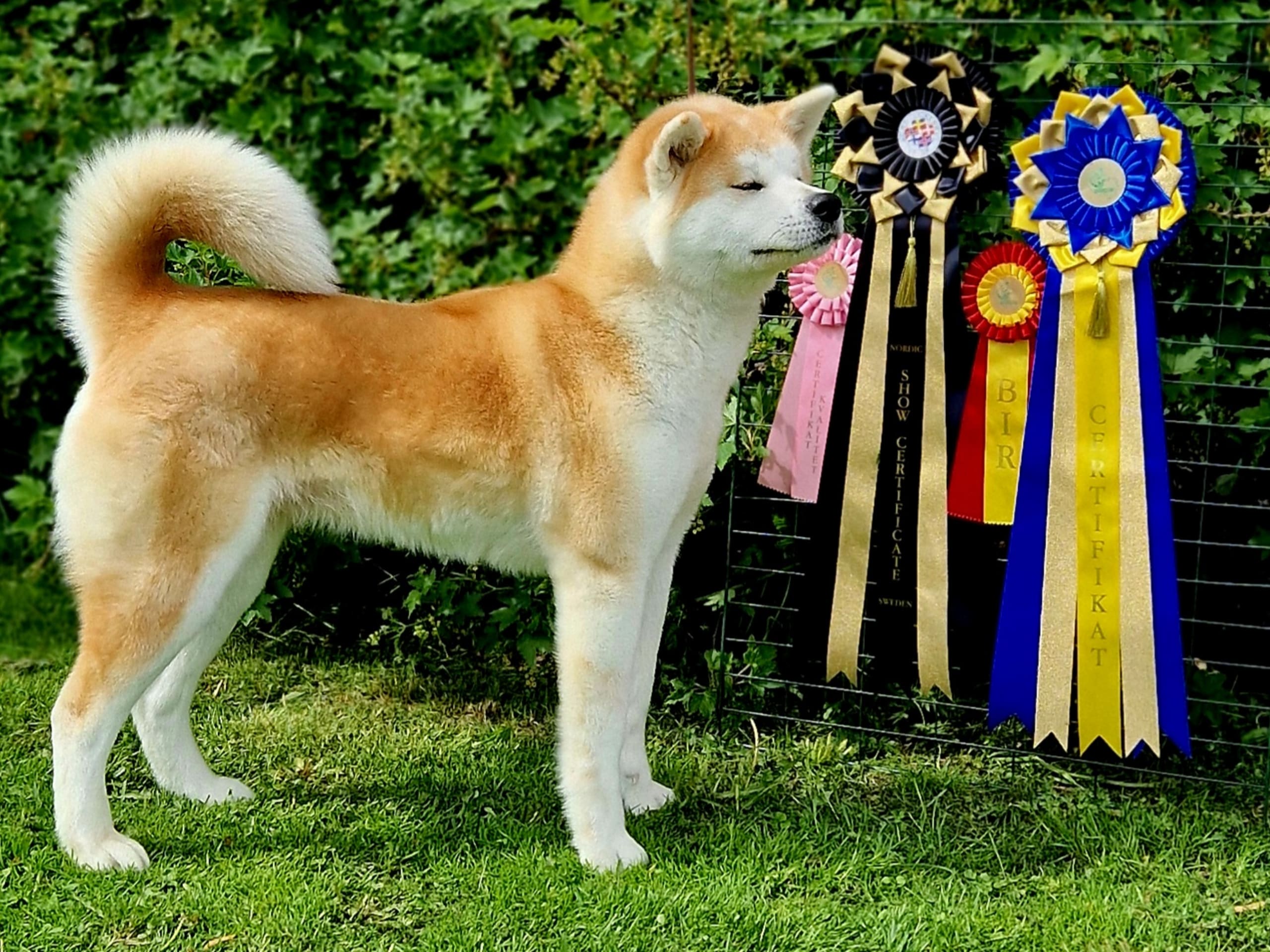 Eldsjöns Kennel