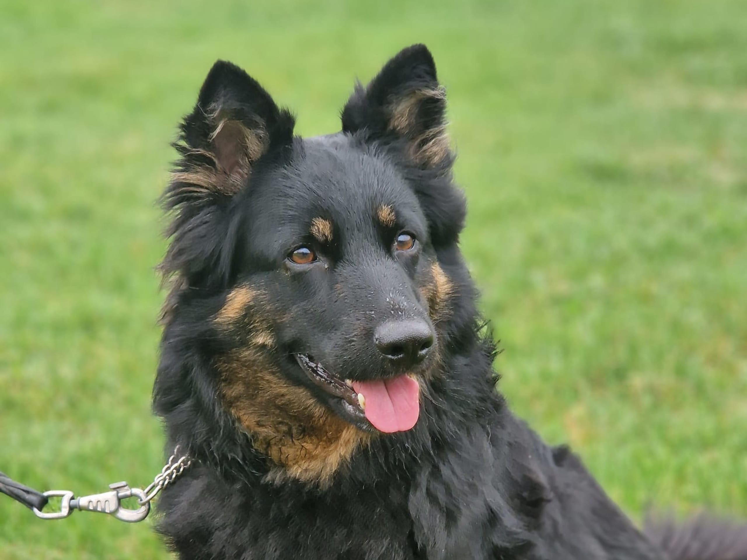 Brinketorps kennel