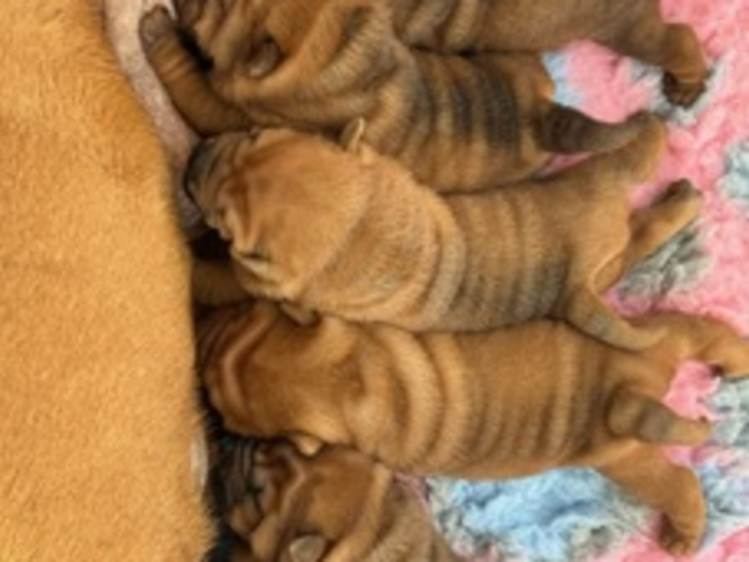 Hafferlaffen