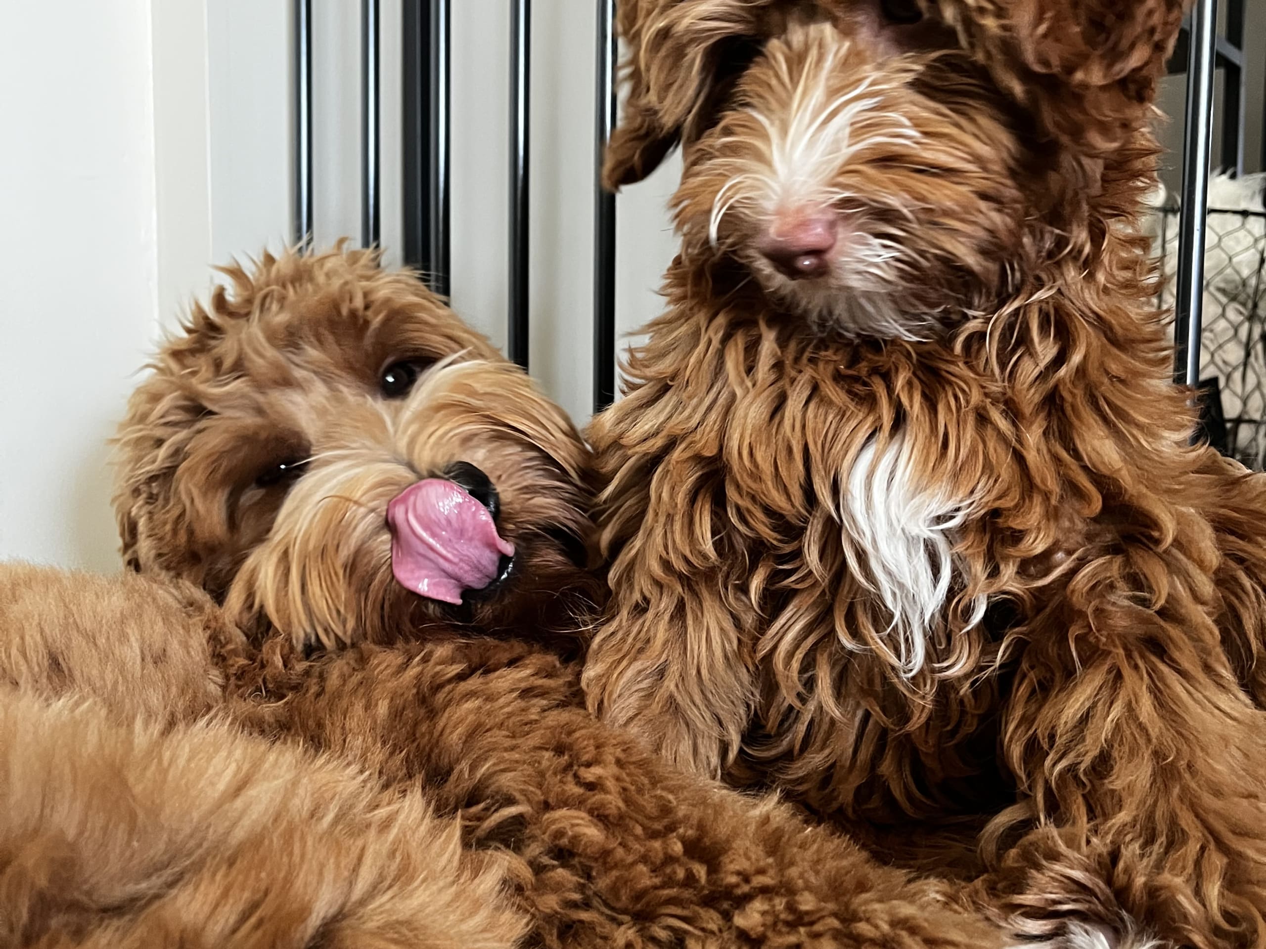 Coast Labradoodle