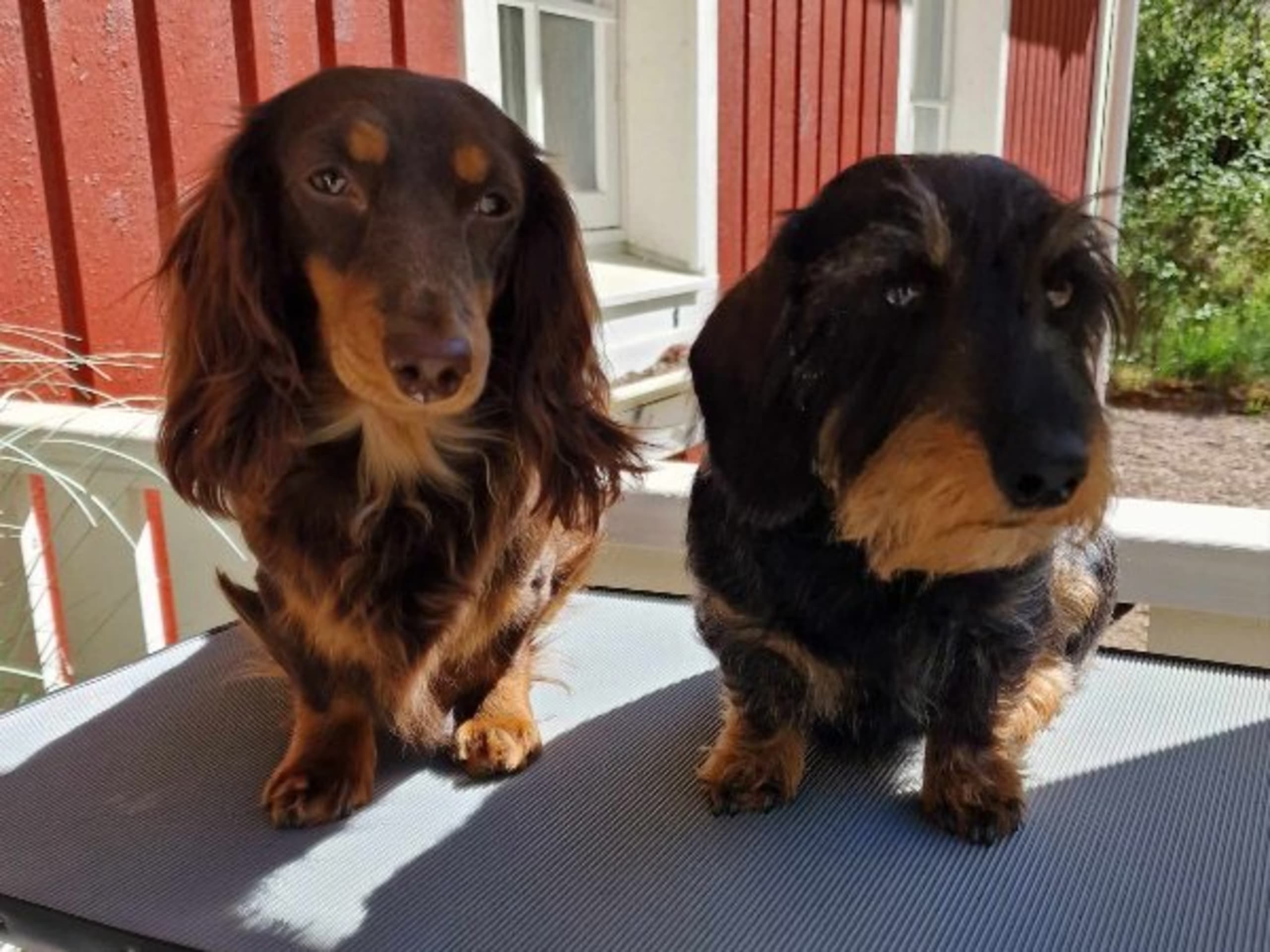 Bonatorpets