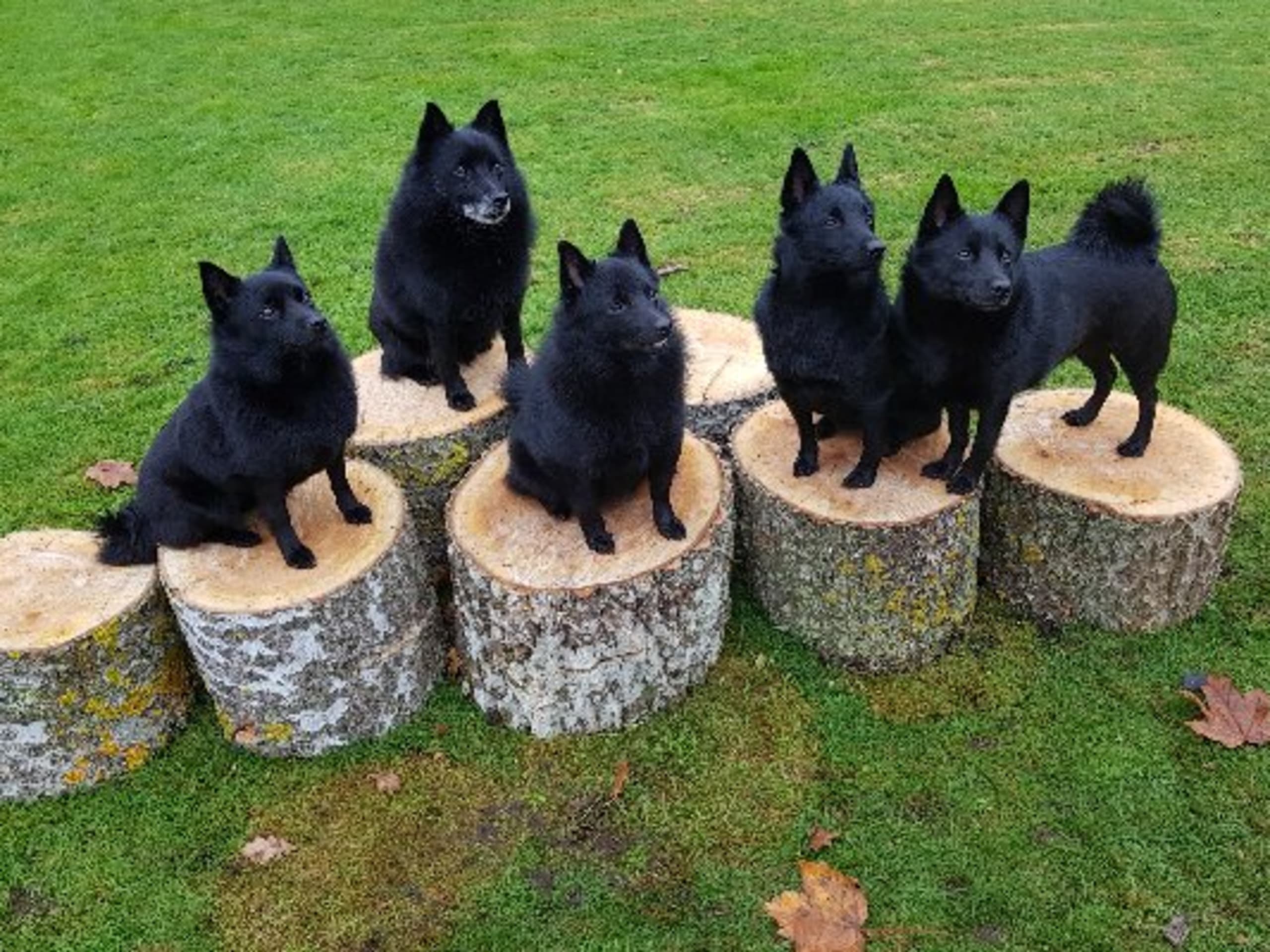 Lövgrodans kennel