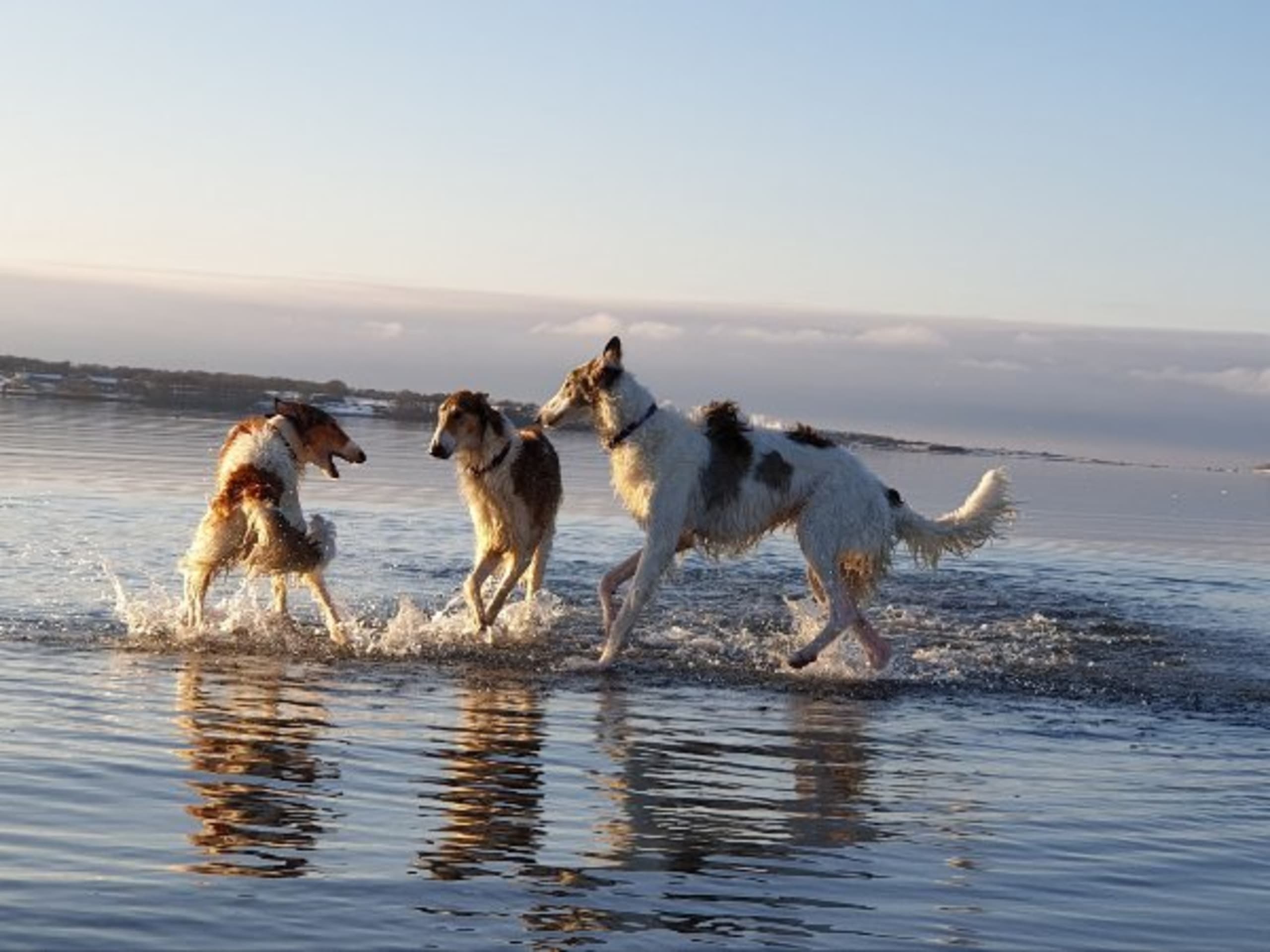 Bravehounds