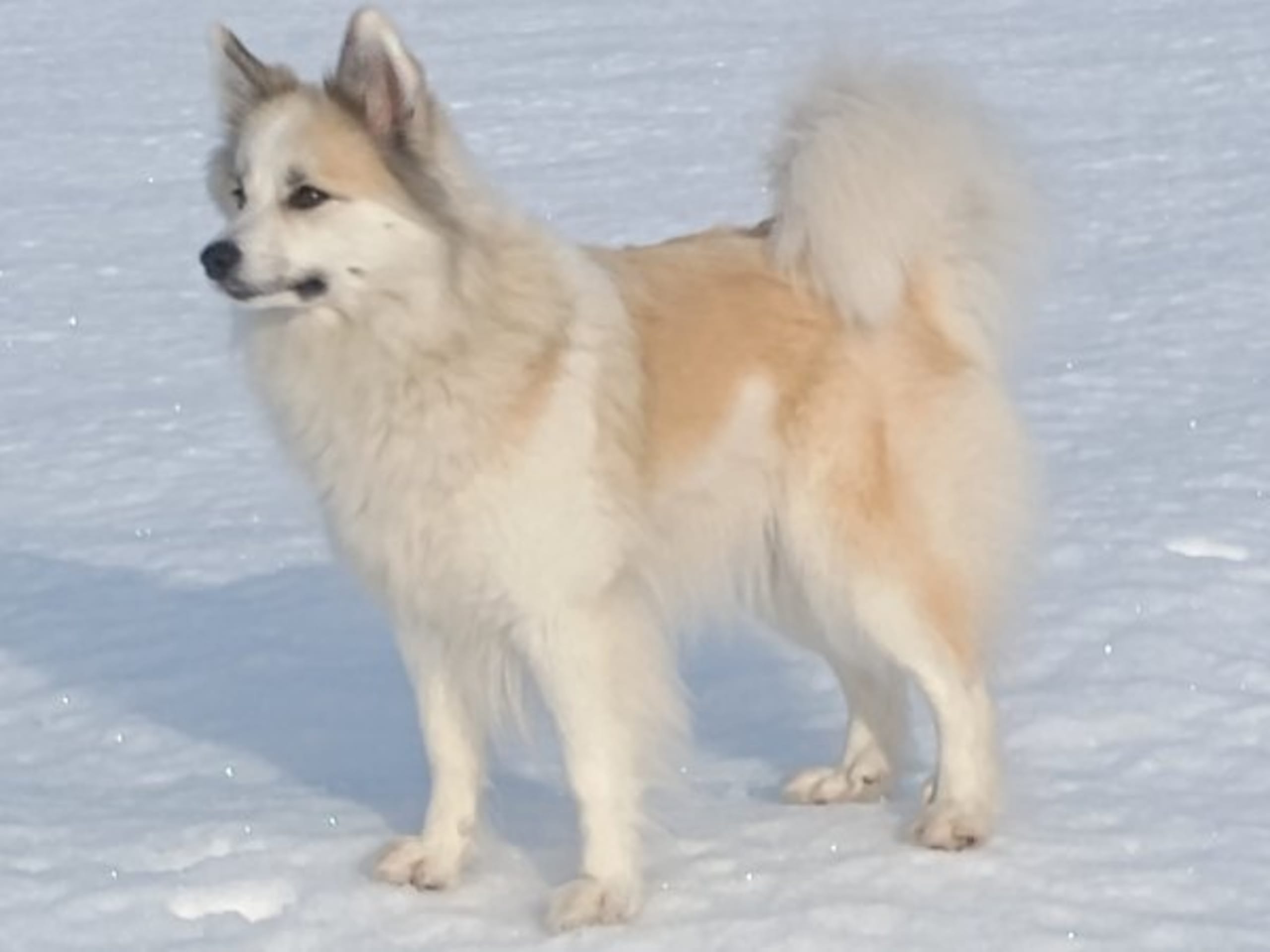 Sannasus