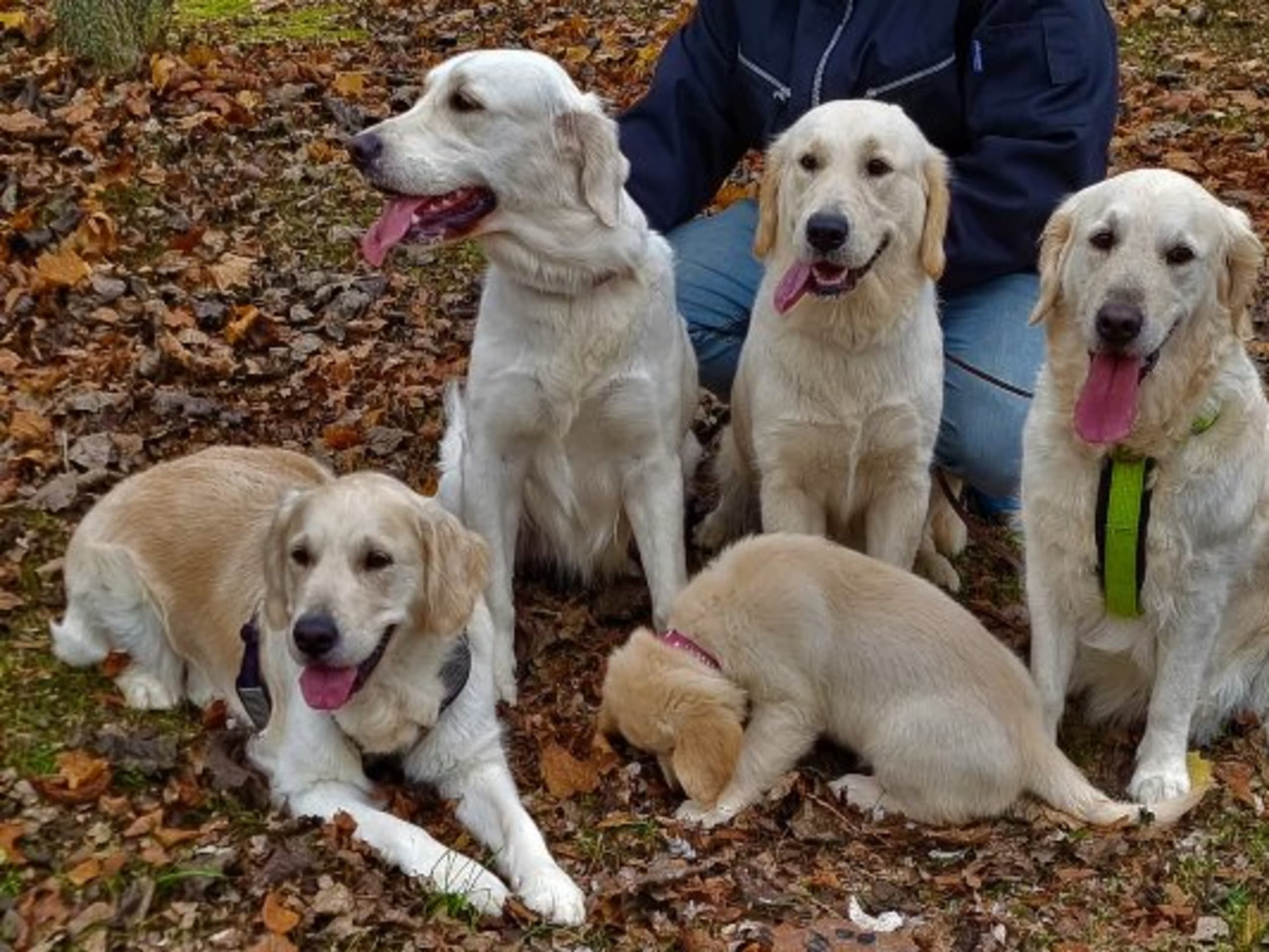 Retriever Village
