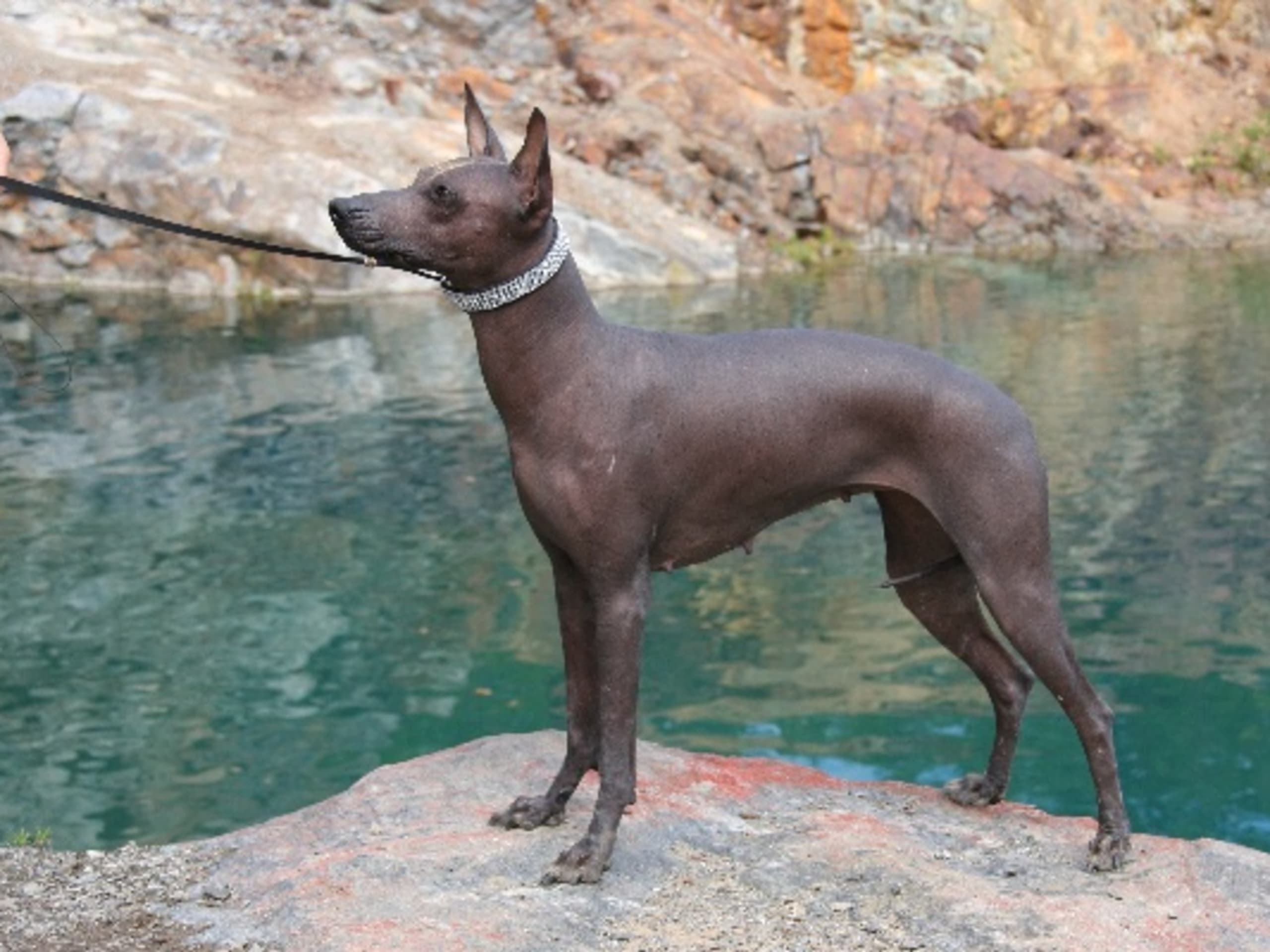 Nakku Rakkans