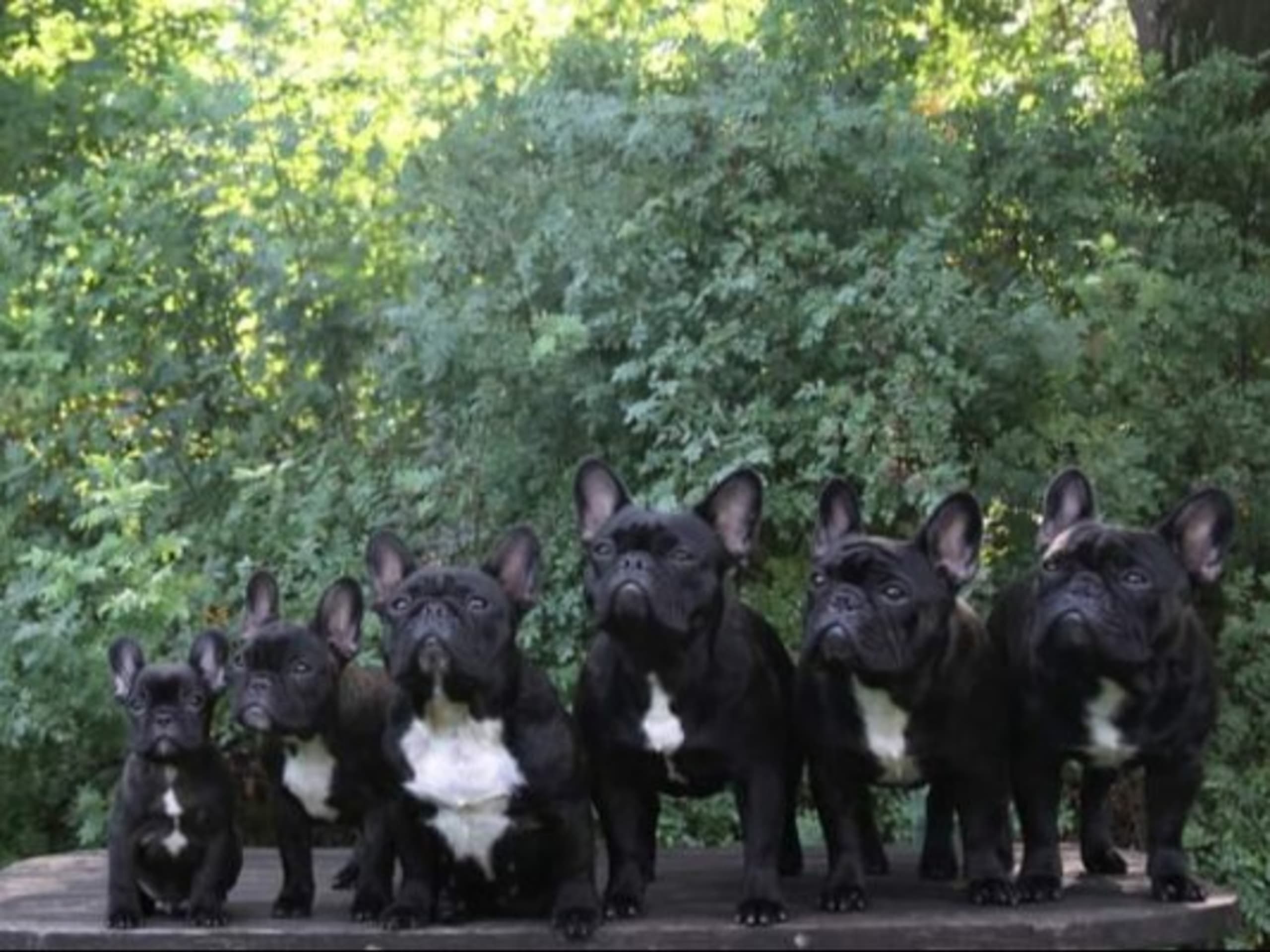 Little Hooligans