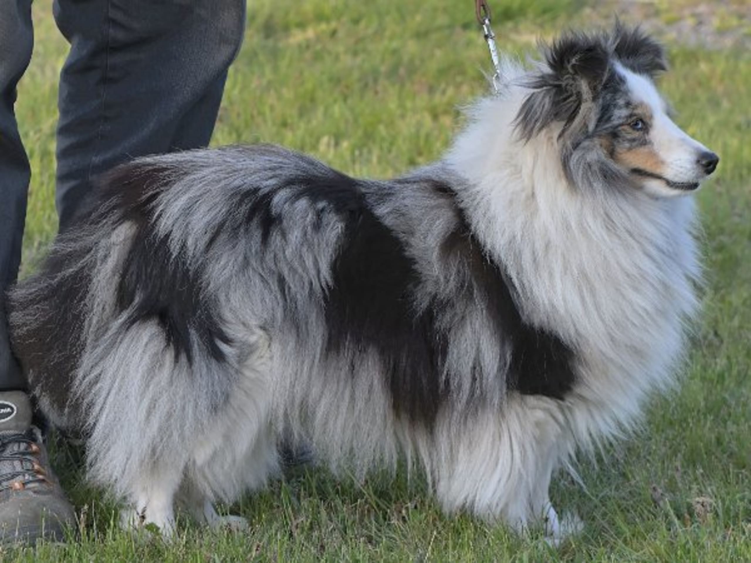 Quipus kennel