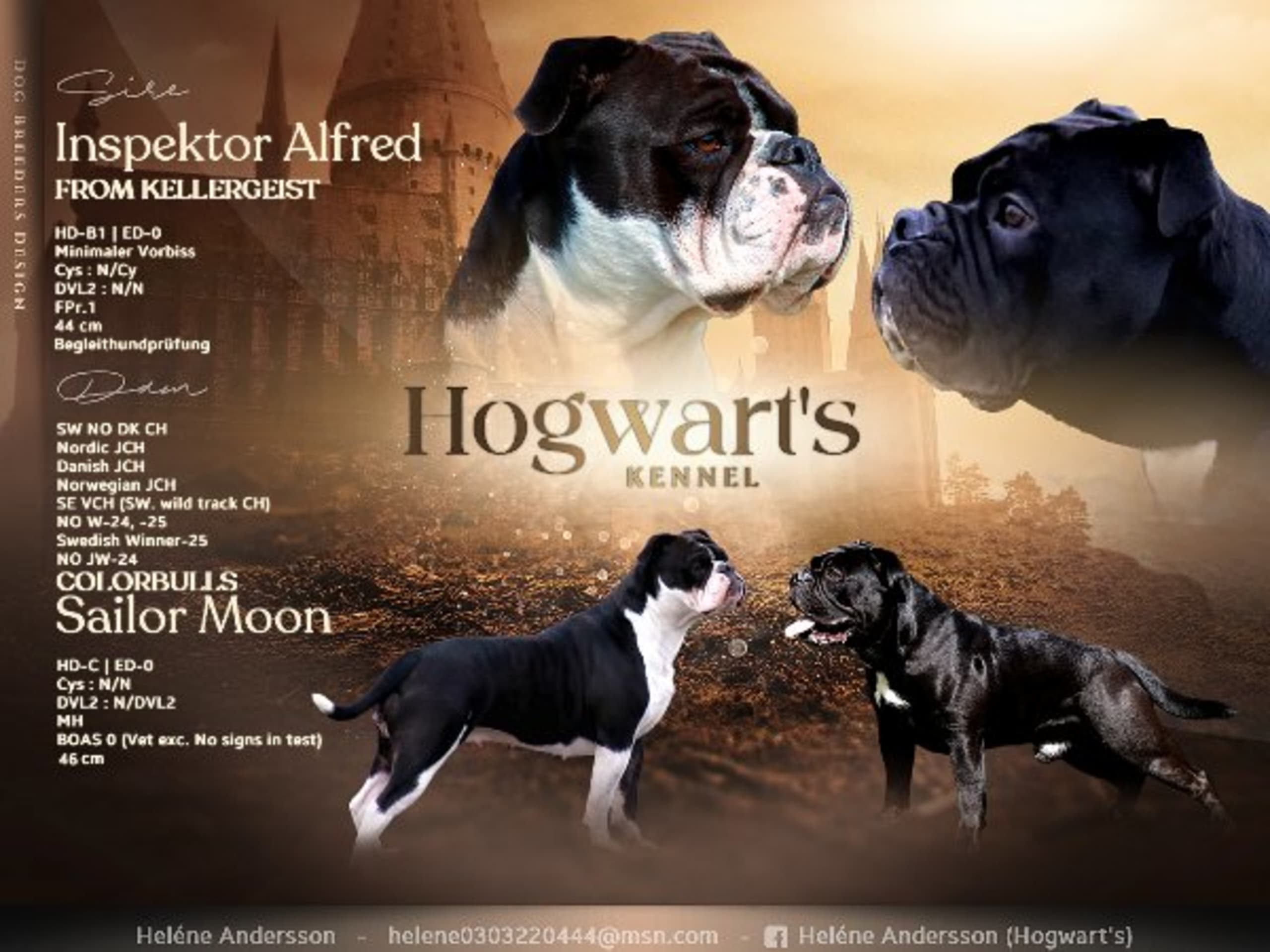 Hogwart's