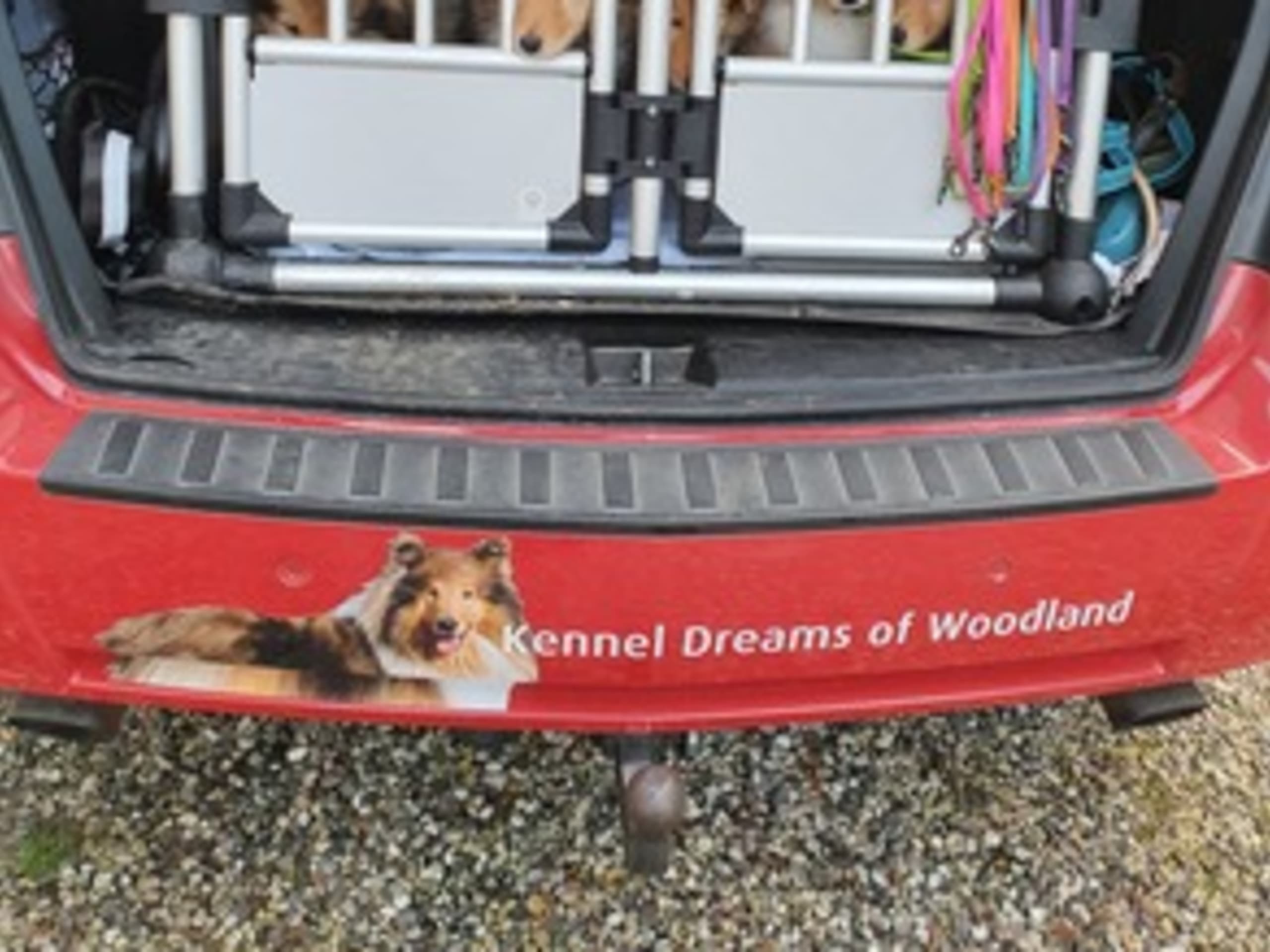 Dreams Of Woodland