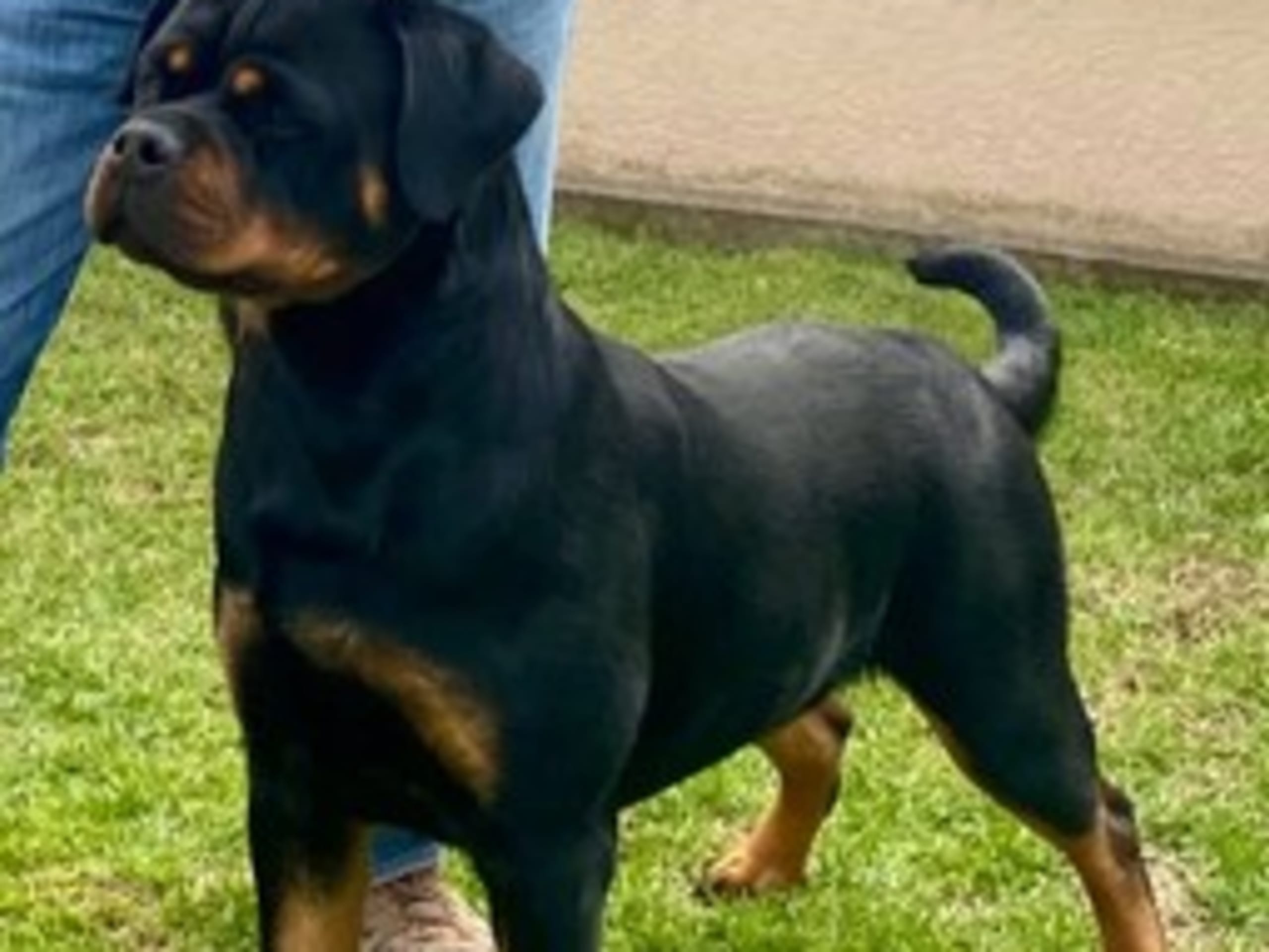 Rottweiler By Ager