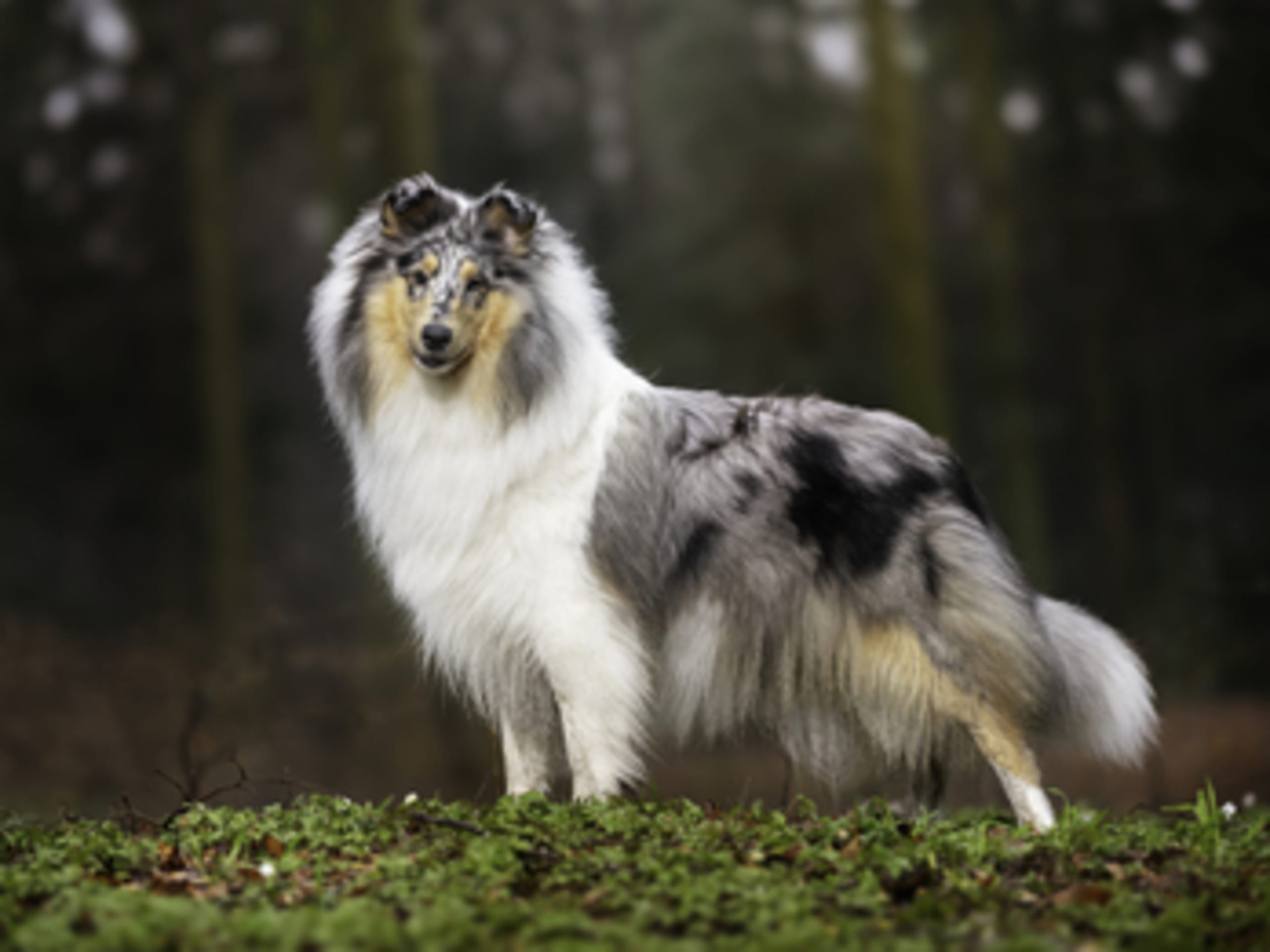 Ladias Dream Collies