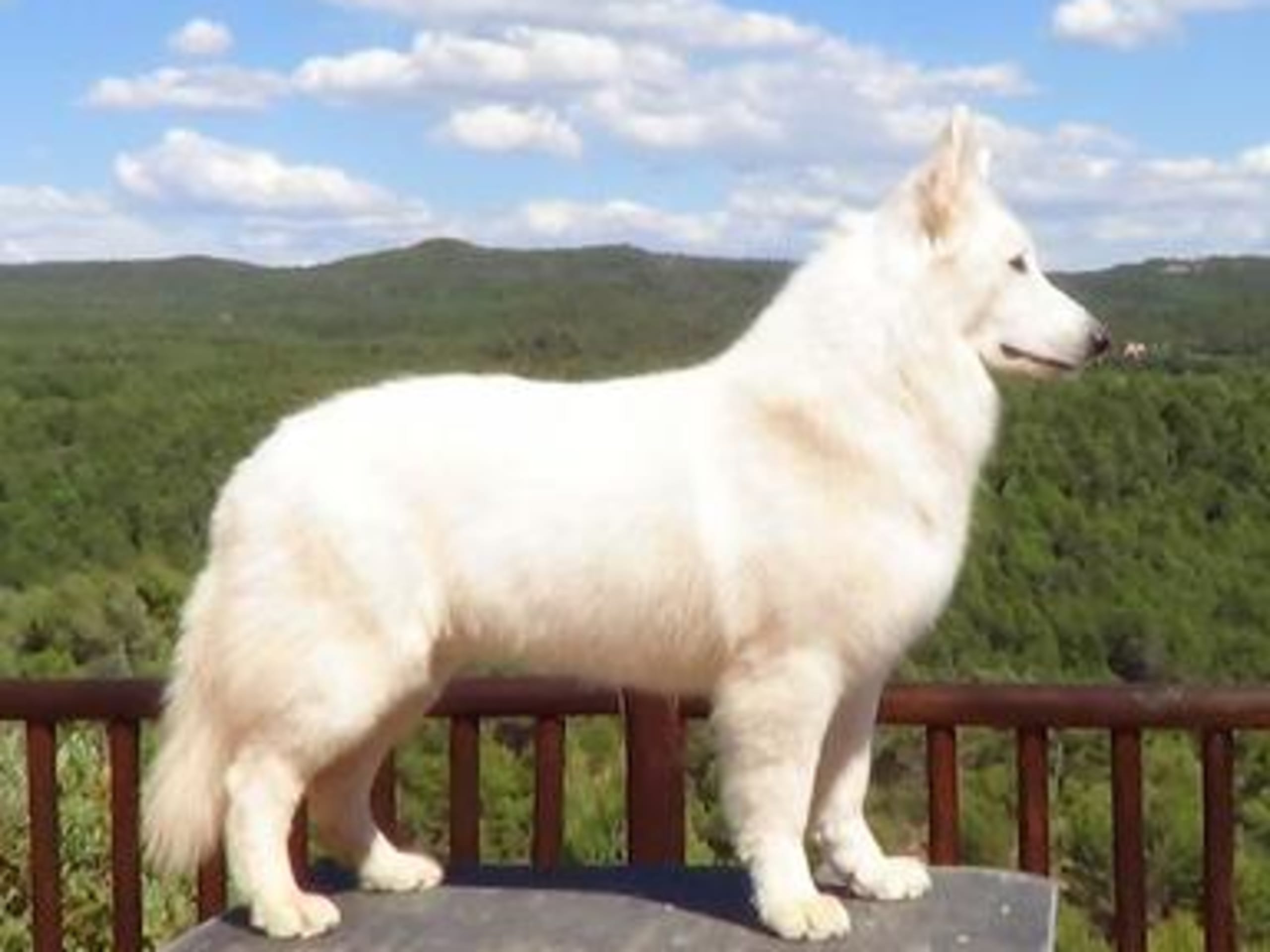 Of Trebons Berger Blanc