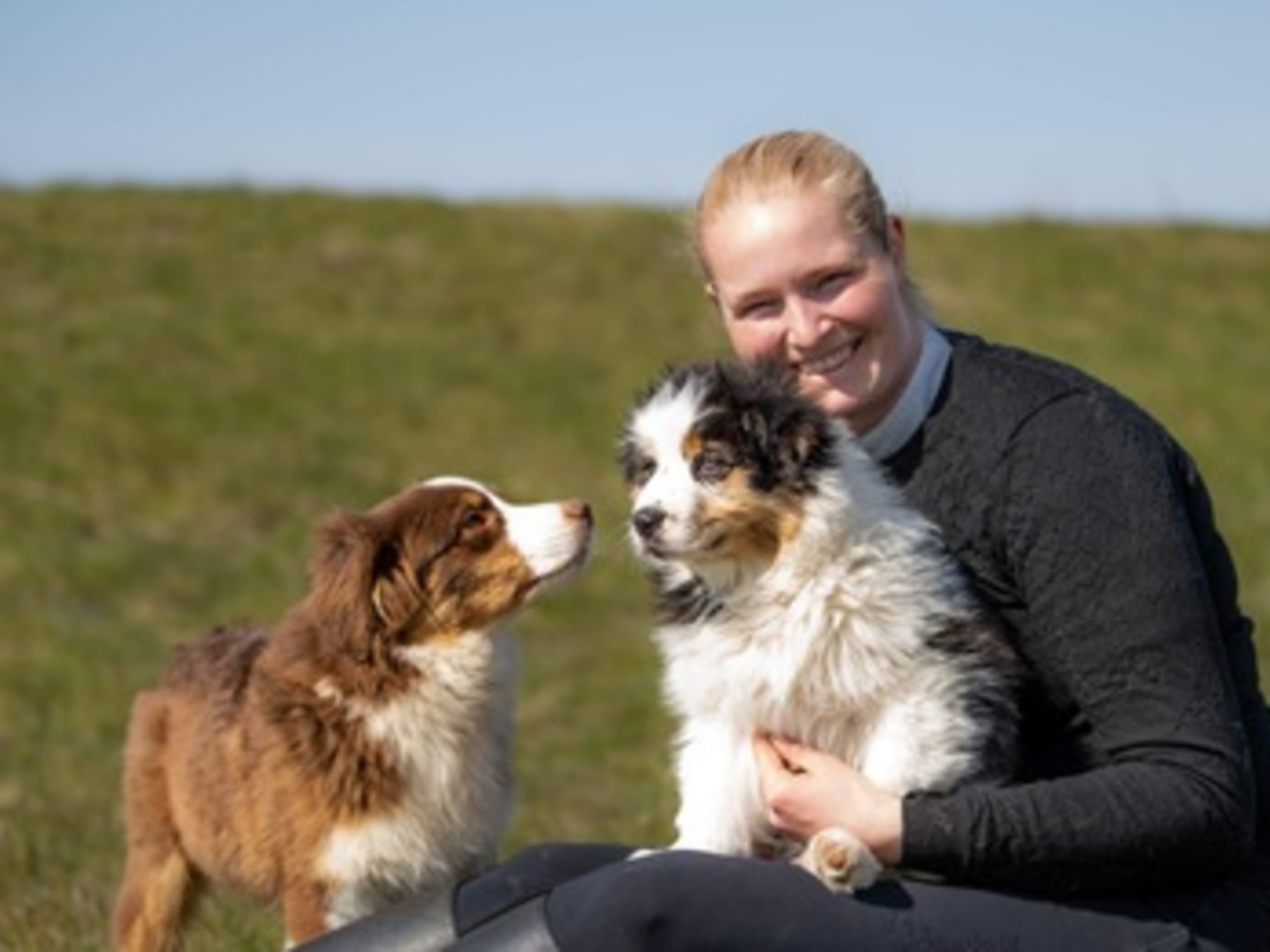 Bellis Aussies