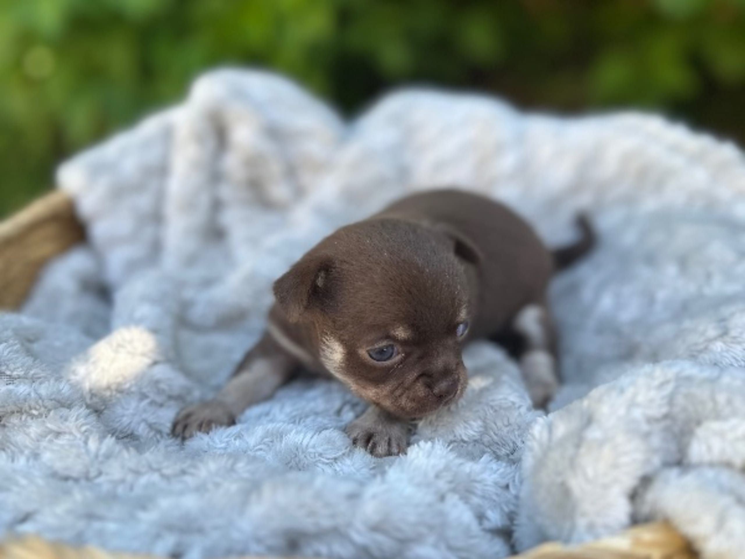 My Little Chi