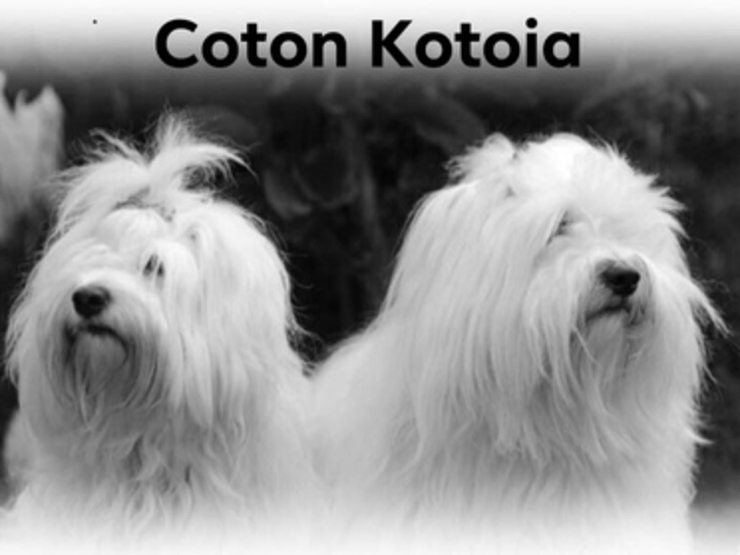 Coton Kotoia