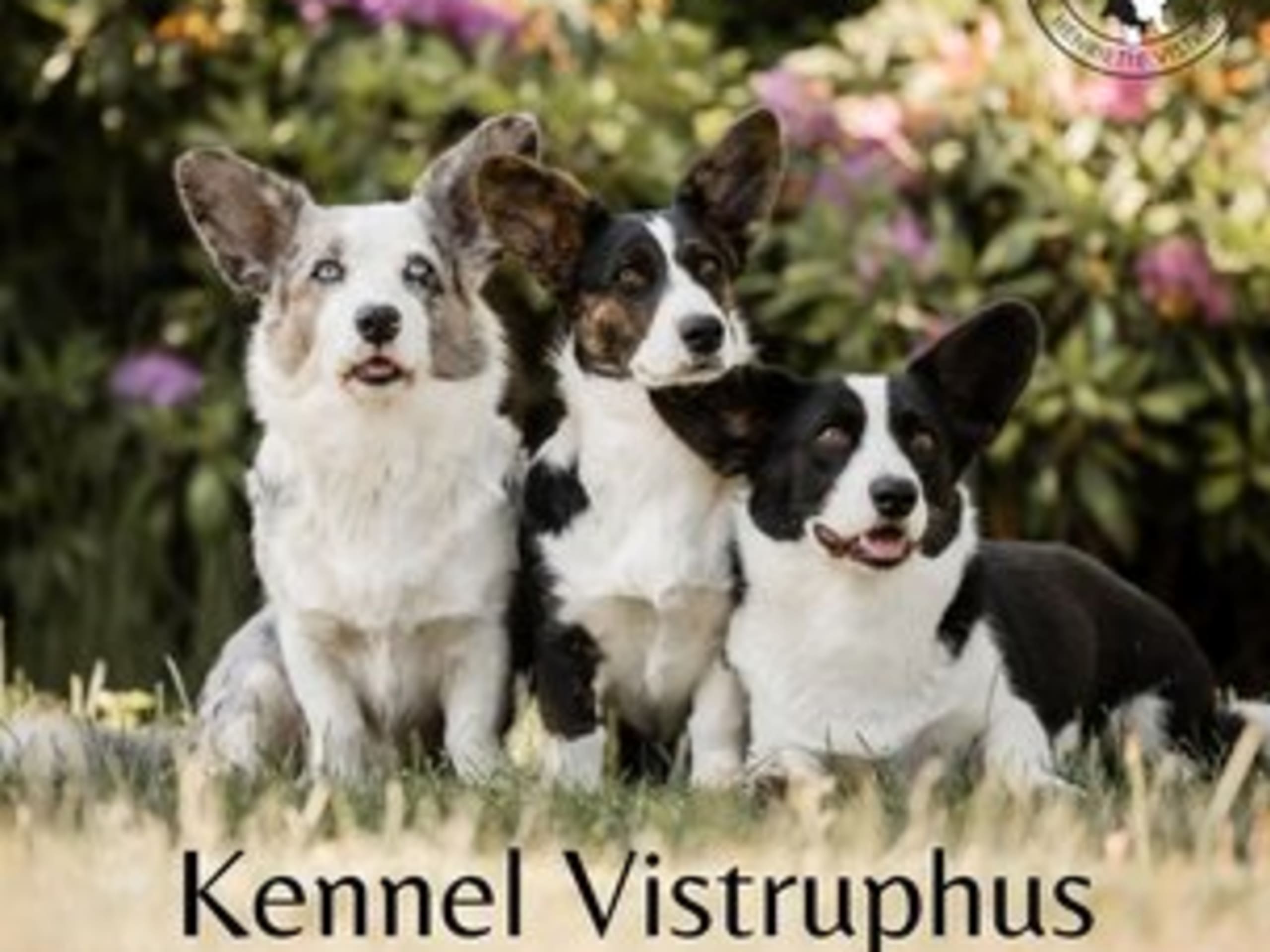 Vistruphus