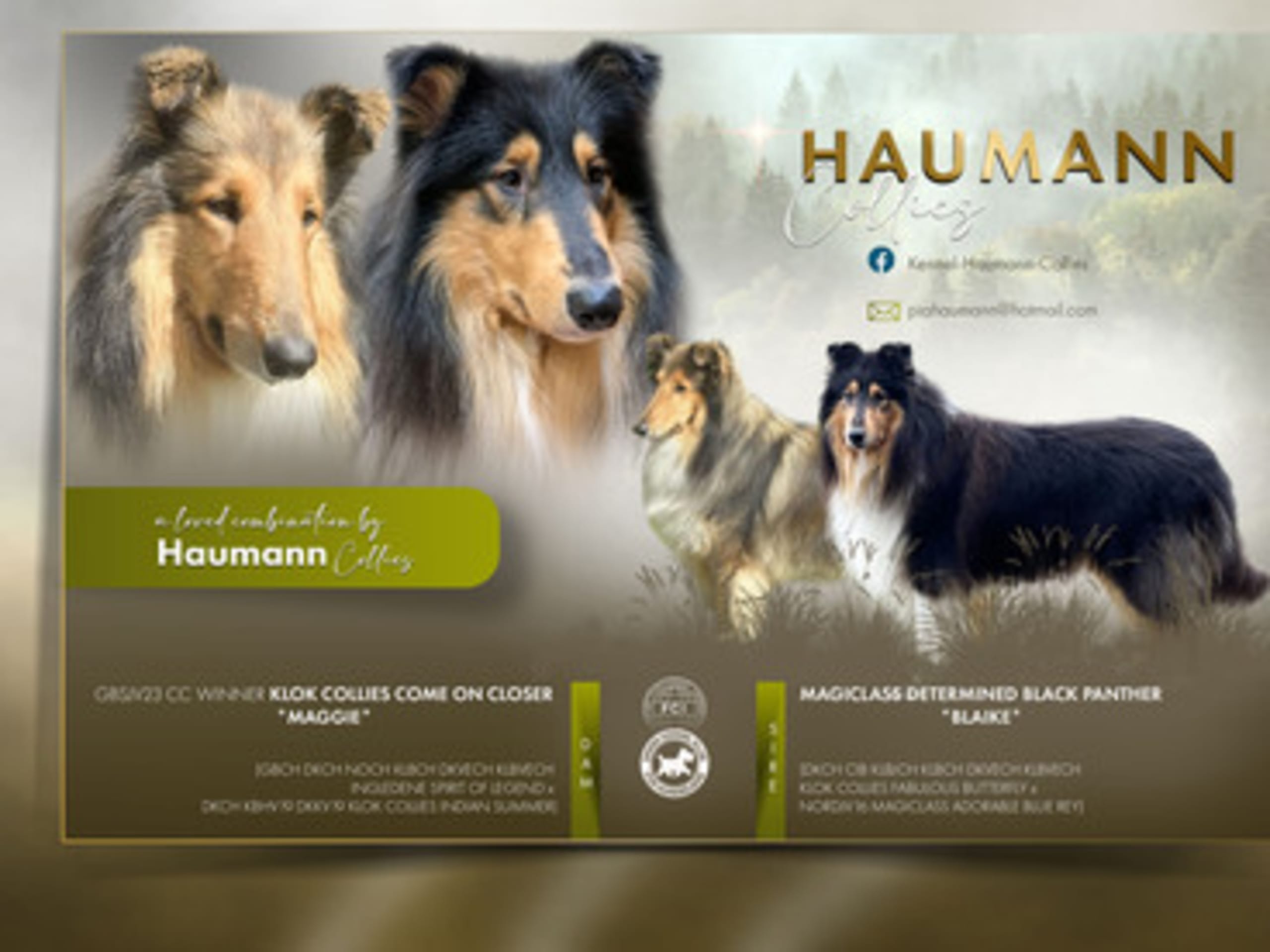 Haumann Collies