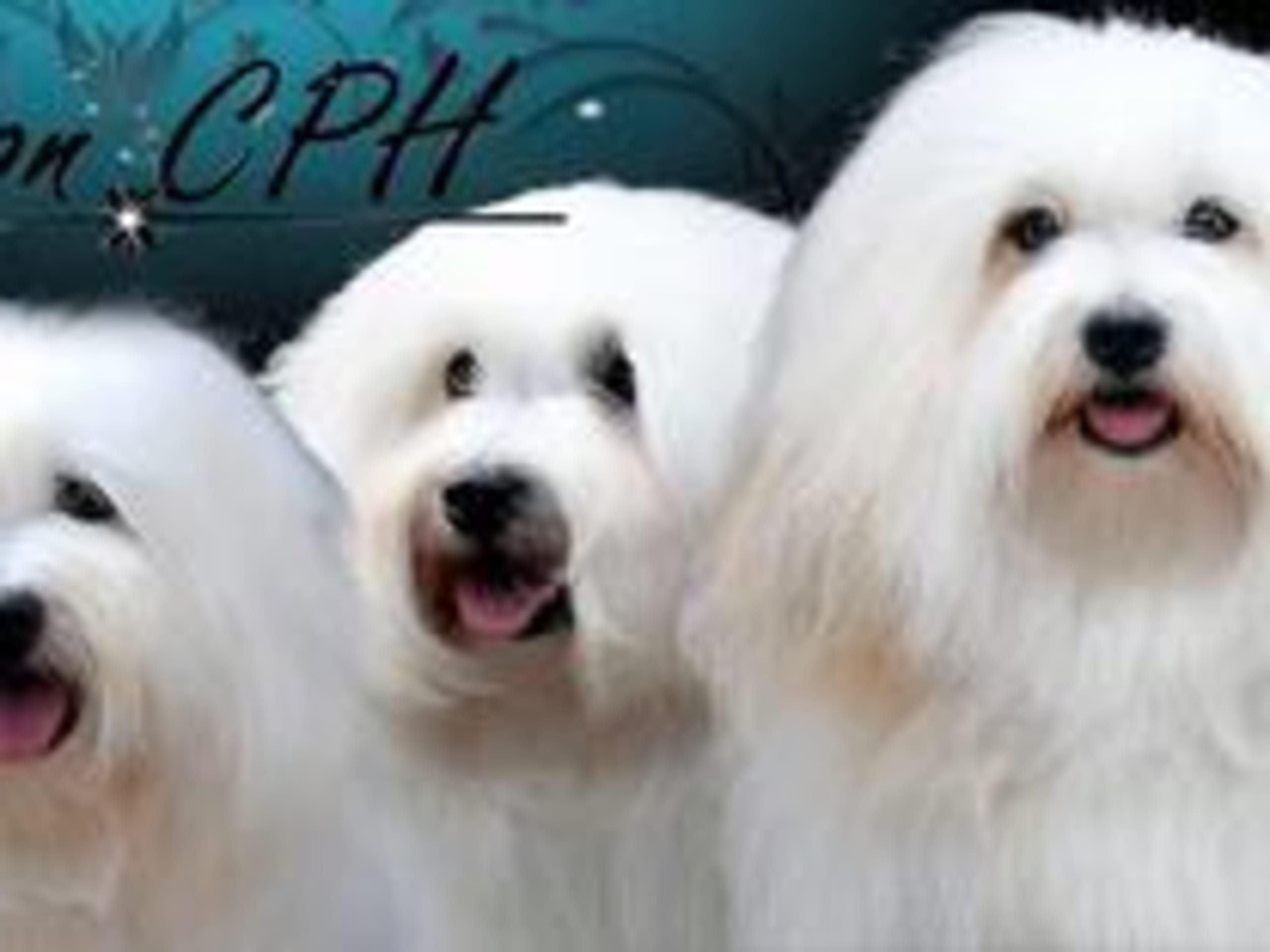 Coton CPH´s