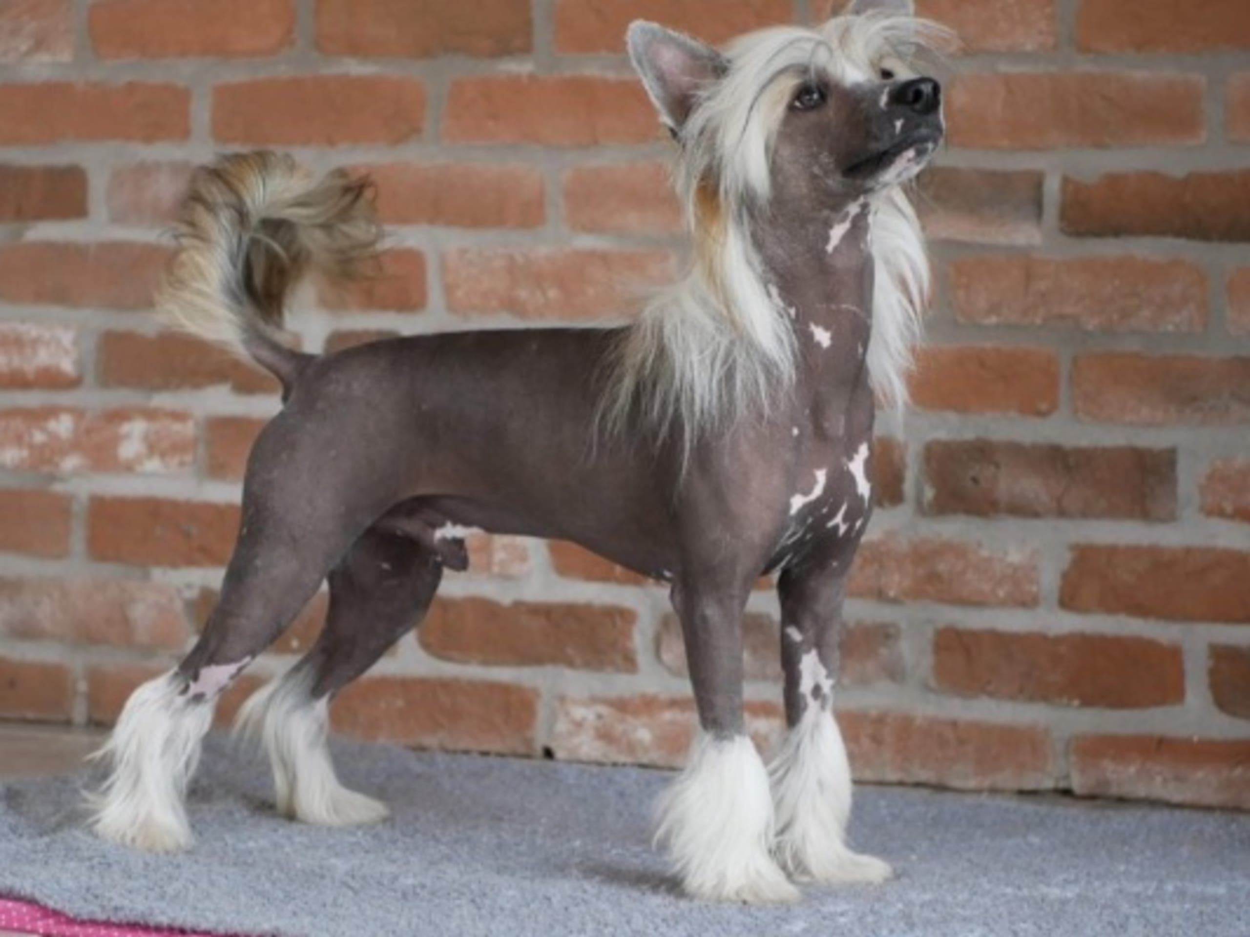 Proud Pony
