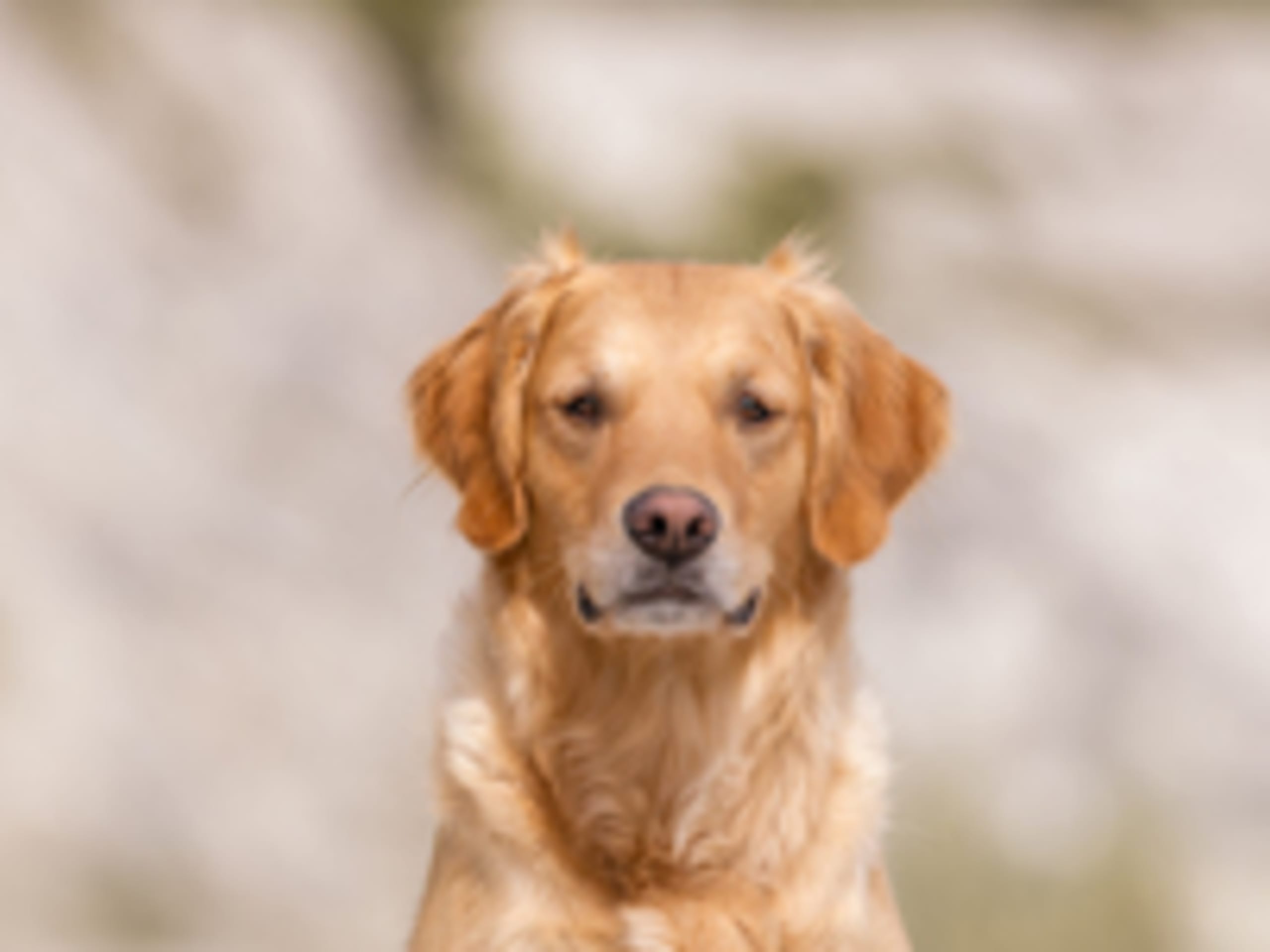 Kirchhof's Golden