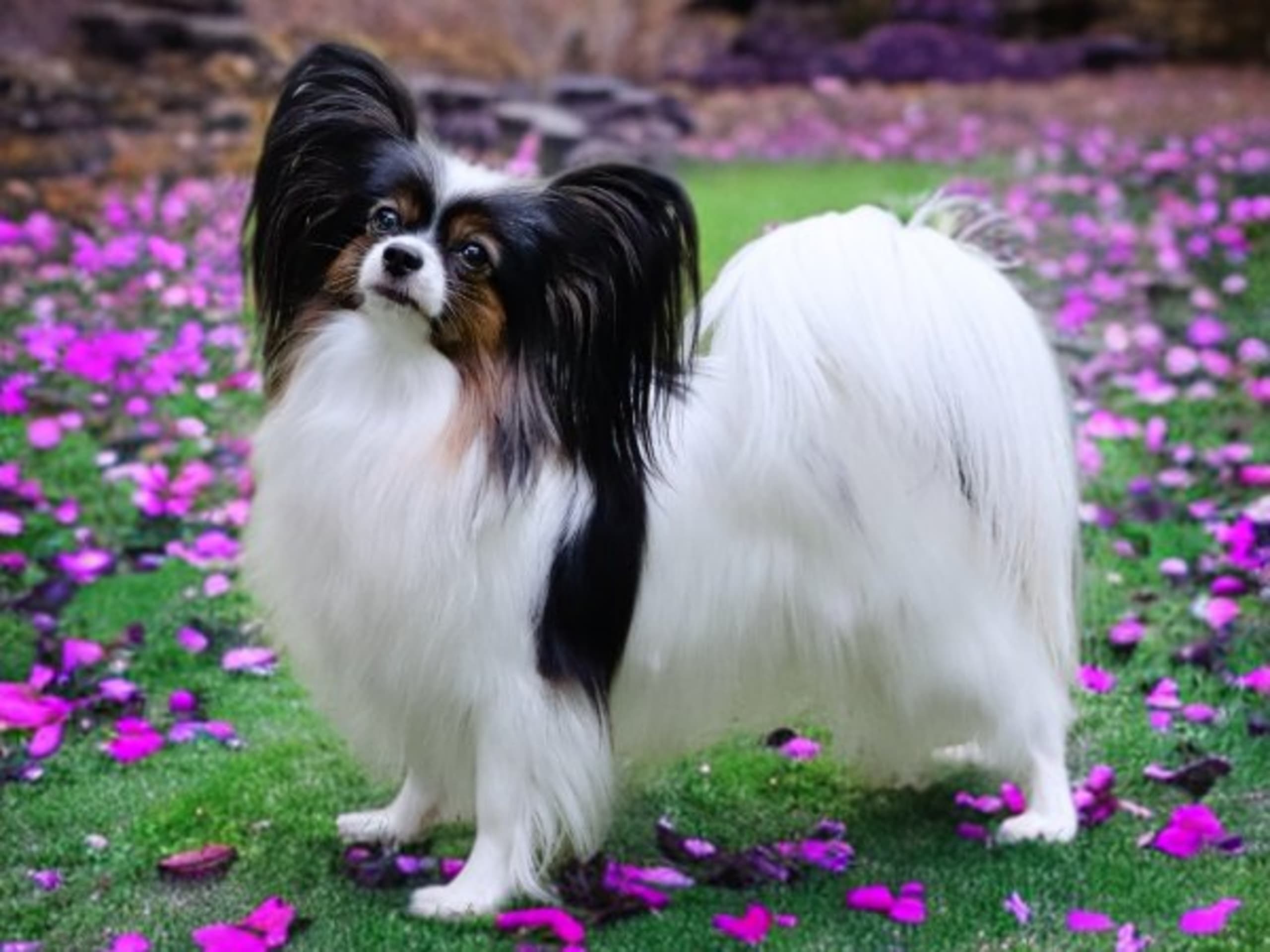 Sweet Desires Kennel