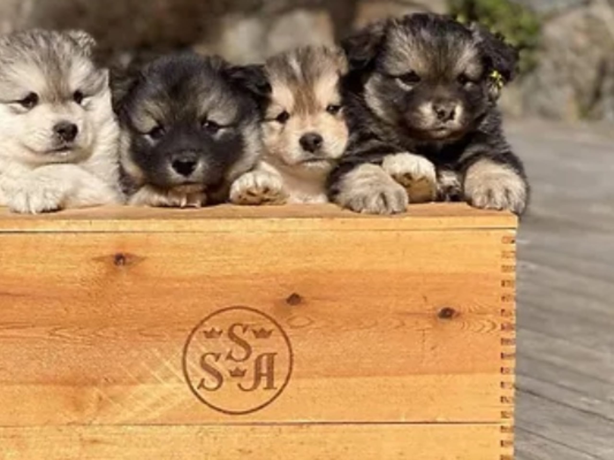 Samerajerna’s kennel
