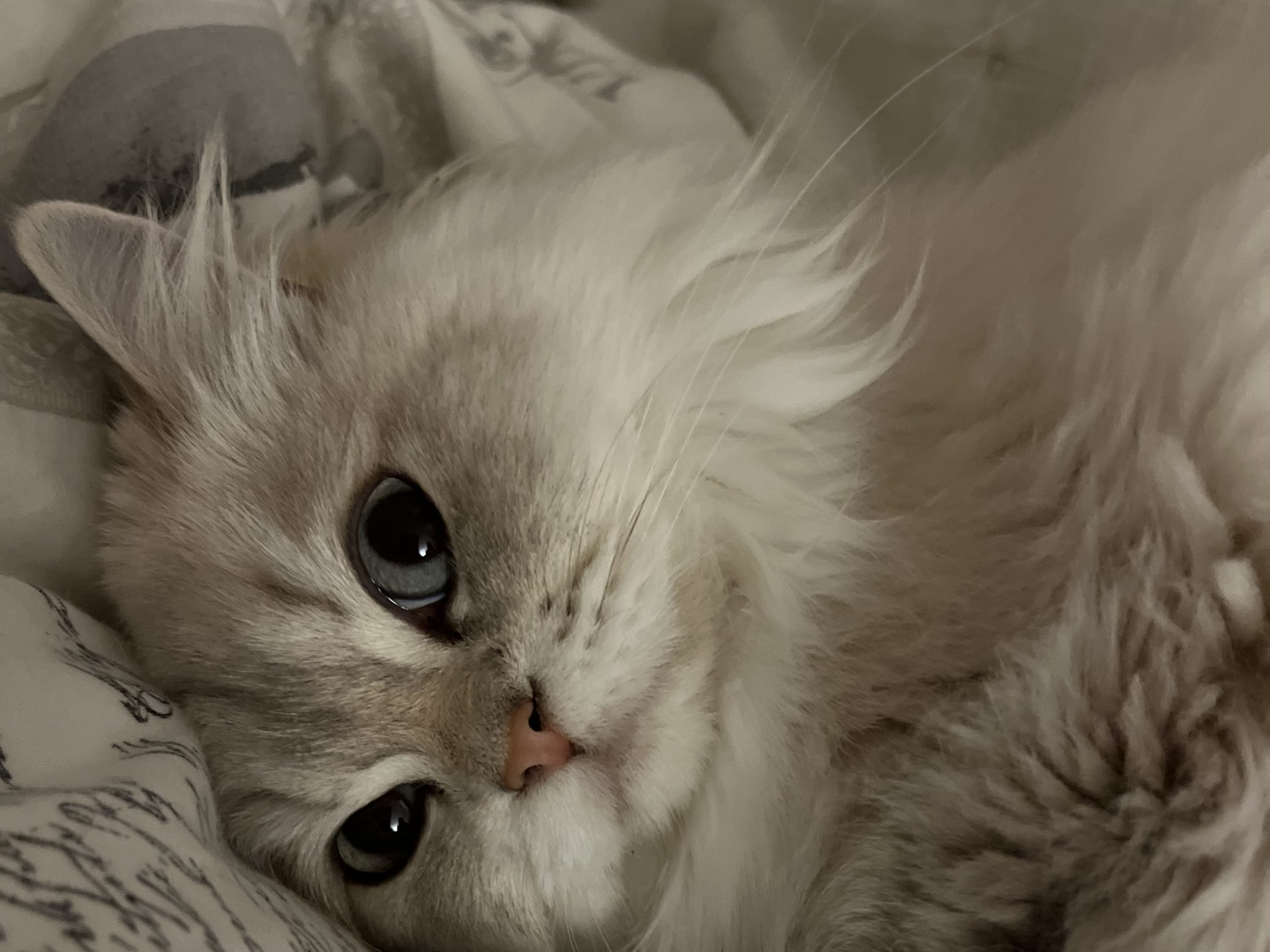 Sabertooth Toulouse