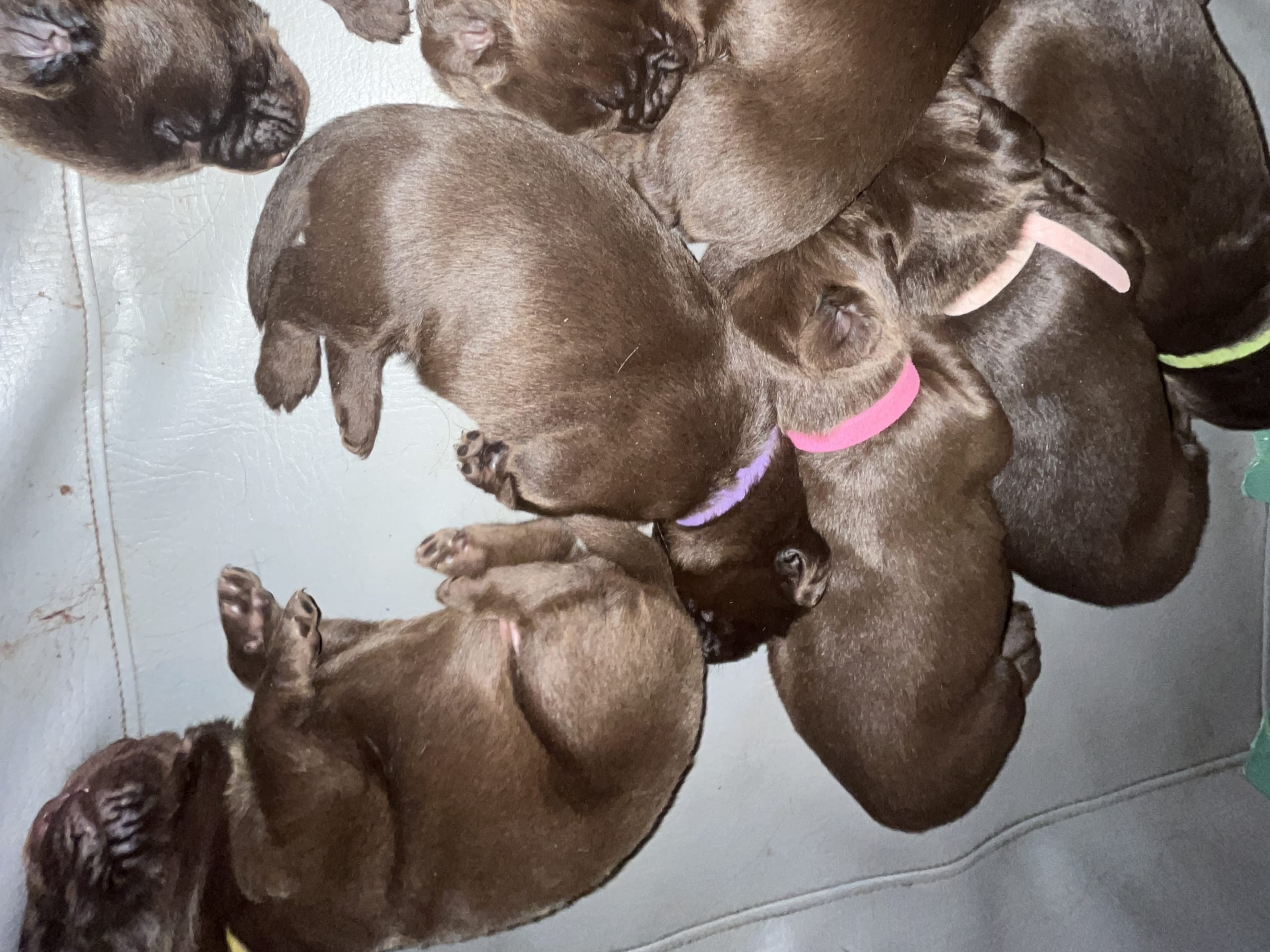 Värmdö kennel